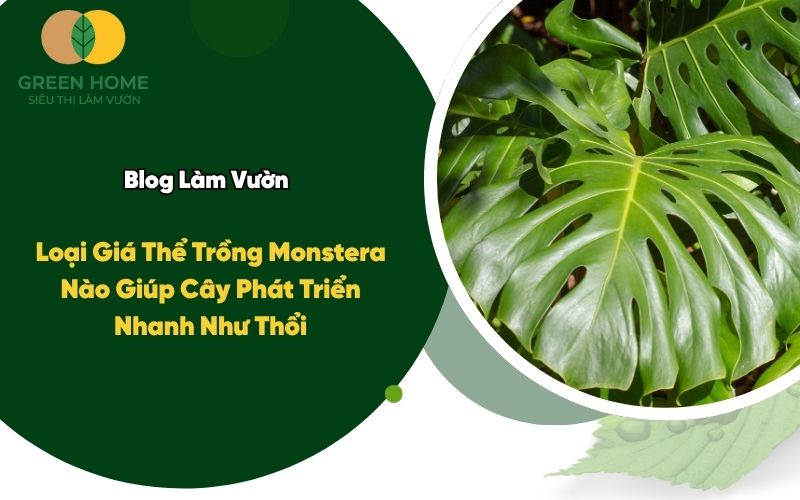 Loại Giá Thể Trồng Monstera Nào Giúp Cây Phát Triển Nhanh Như Thổi