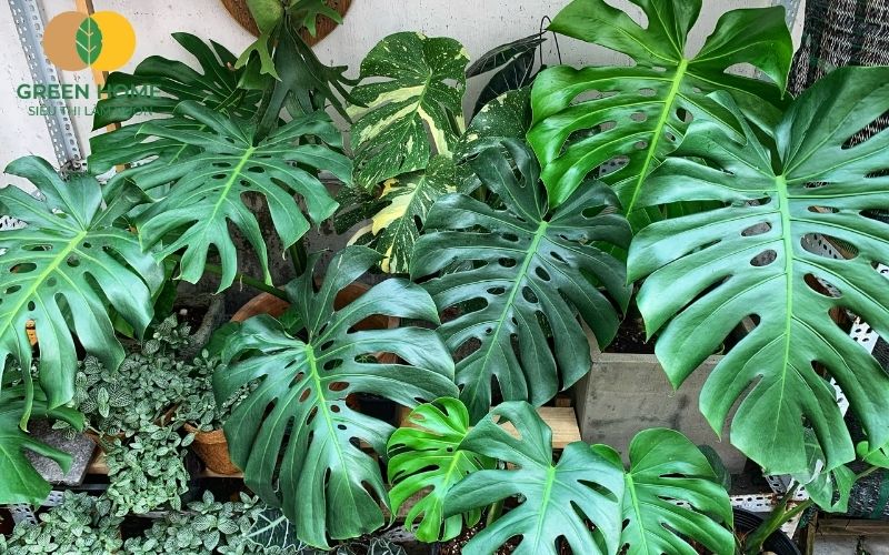 Giá thể trồng monstera phù hợp cho mọi giai đoạn sinh trưởng của cây