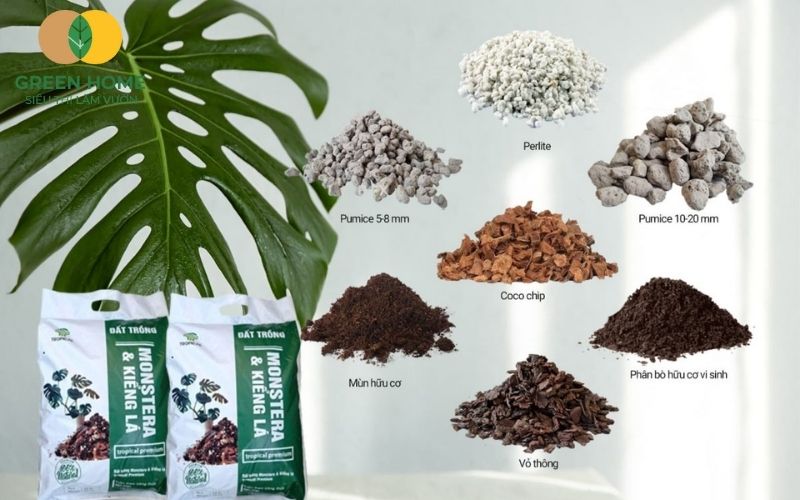 Giá thể trồng monstera cần đảm bảo tơi xốp và thoáng khí cho rễ cây