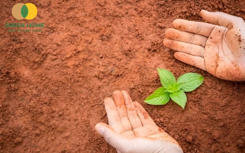 Đất đỏ bazan giàu khoáng chất nhưng cần được quản lý pH hợp lý