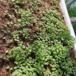 Ảnh khách chụp sản phẩm