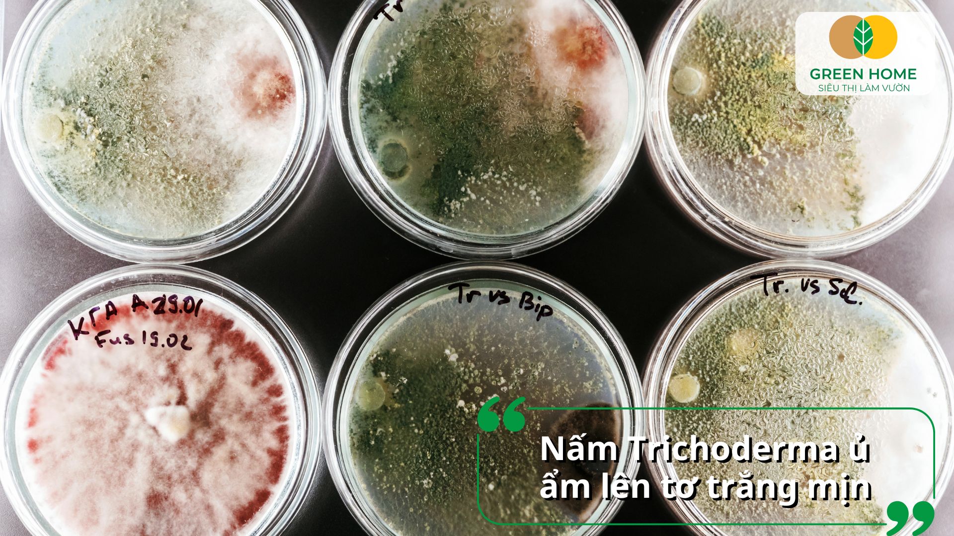 Tìm hiểu các loại nấm Trichoderma chuyên xử lý bệnh hại rễ