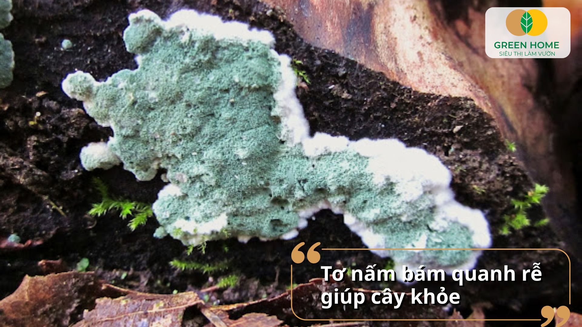 Tăng cường sức đề kháng cây trồng nhờ các loại nấm Trichoderma