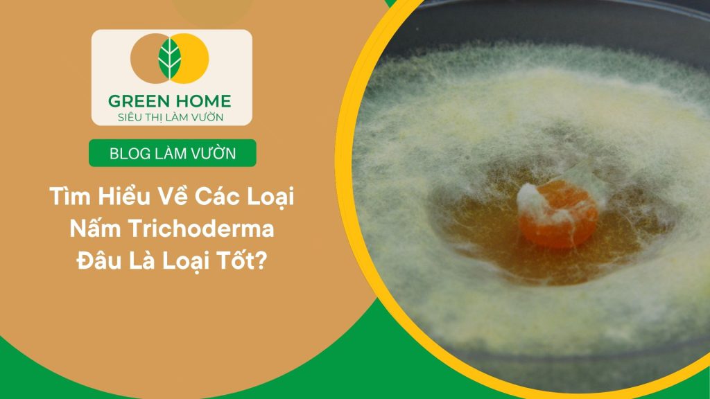 Bổ sung các loại nấm Trichoderma vào đất để phòng bệnh hại tự nhiên