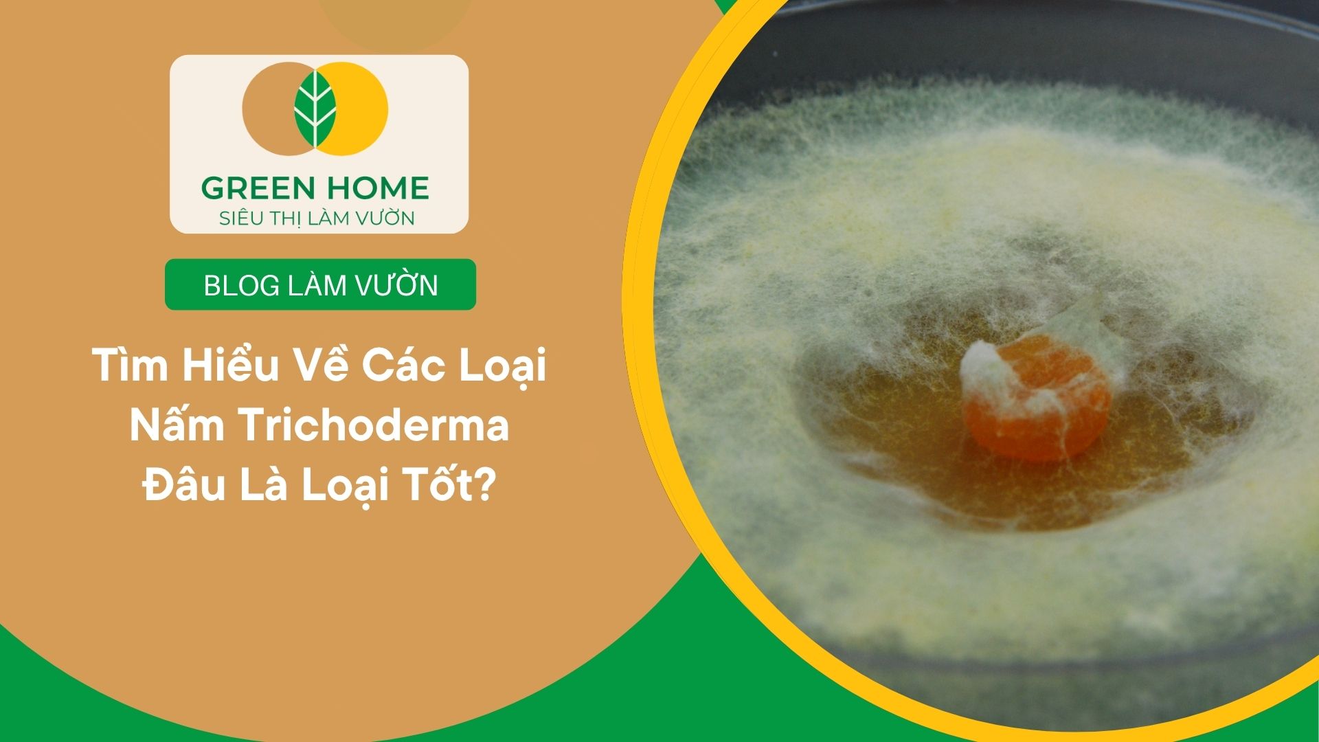 Tìm Hiểu Về Các Loại Nấm Trichoderma Đâu Là Loại Tốt?
