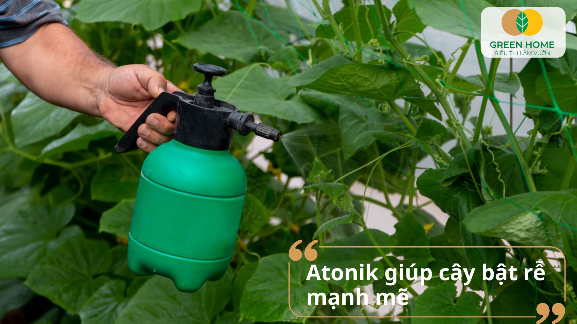 Hướng dẫn chi tiết cách sử dụng phân bón lá Atonik cho rau ăn lá