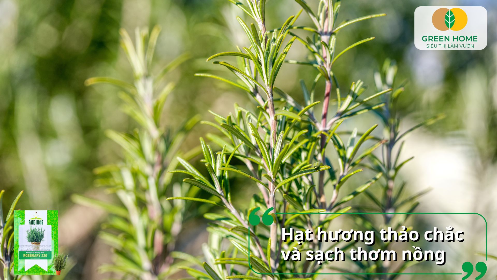 Cây phát triển đều, thân cứng cáp từ hạt giống cây hương thảo chuẩn