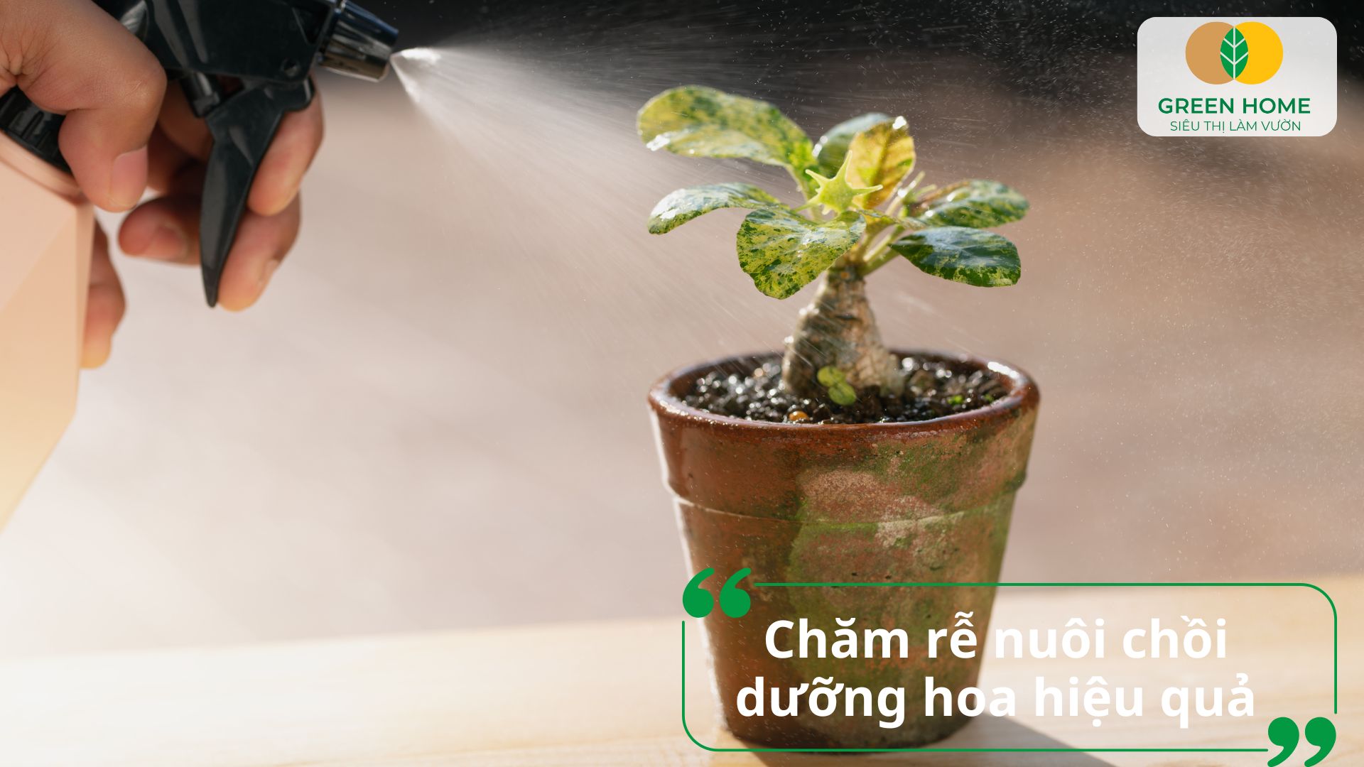 Cây phát triển xanh tốt rõ rệt nhờ cách sử dụng phân bón lá Atonik đều đặn