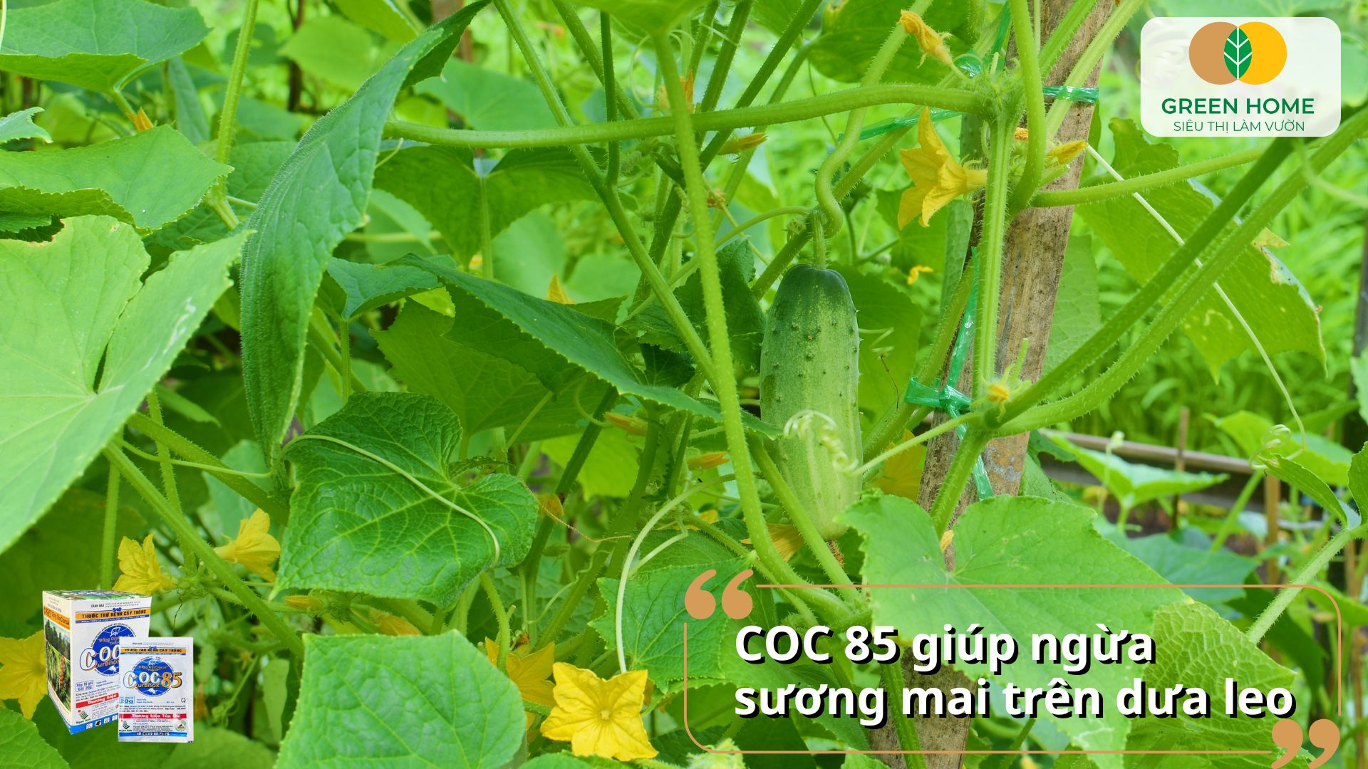 Phòng nấm sớm trên cây dưa leo bằng thuốc Coc 85