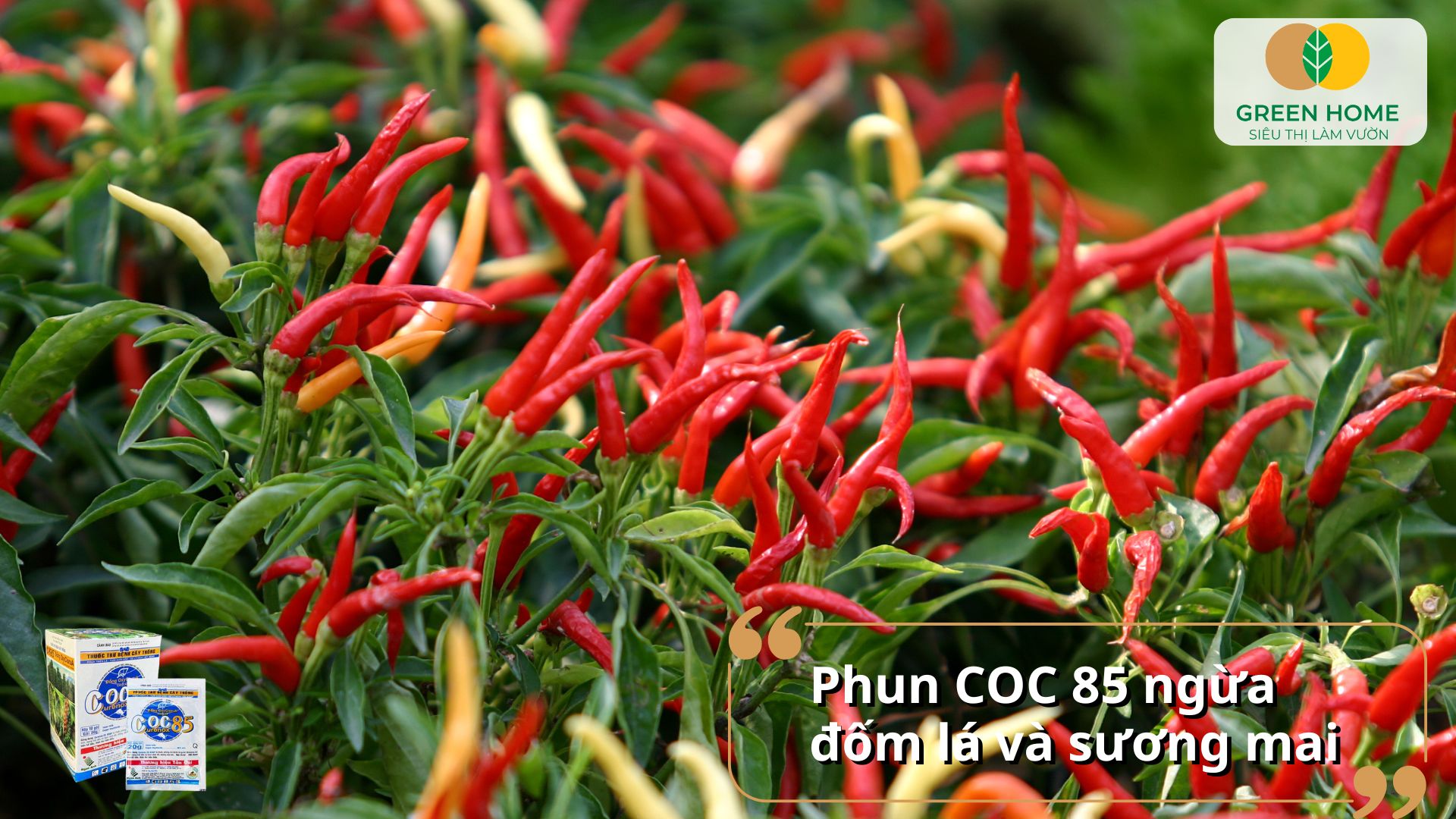 Phun Coc 85 cây ớt định kỳ giúp lá xanh, quả đều và ít rụng
