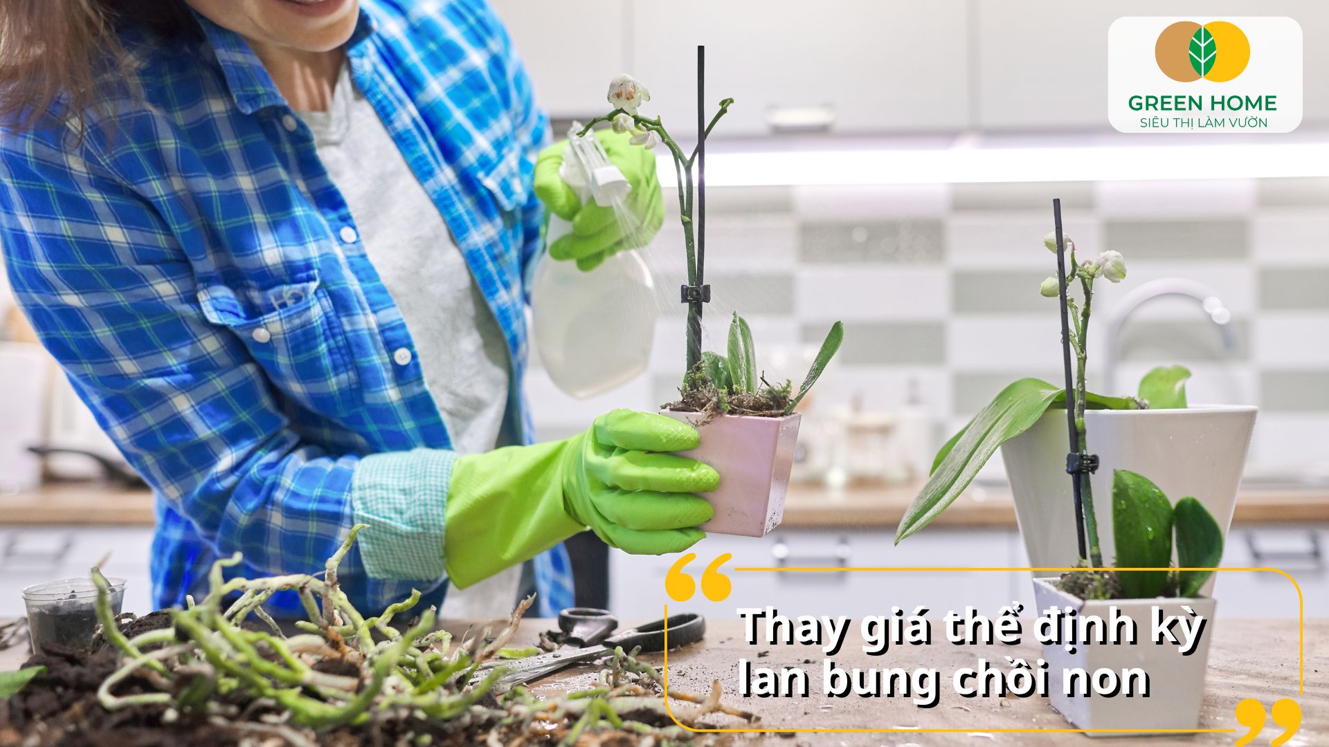 Cách trộn giá thể trồng lan từ vỏ thông, than củi và dớn trắng