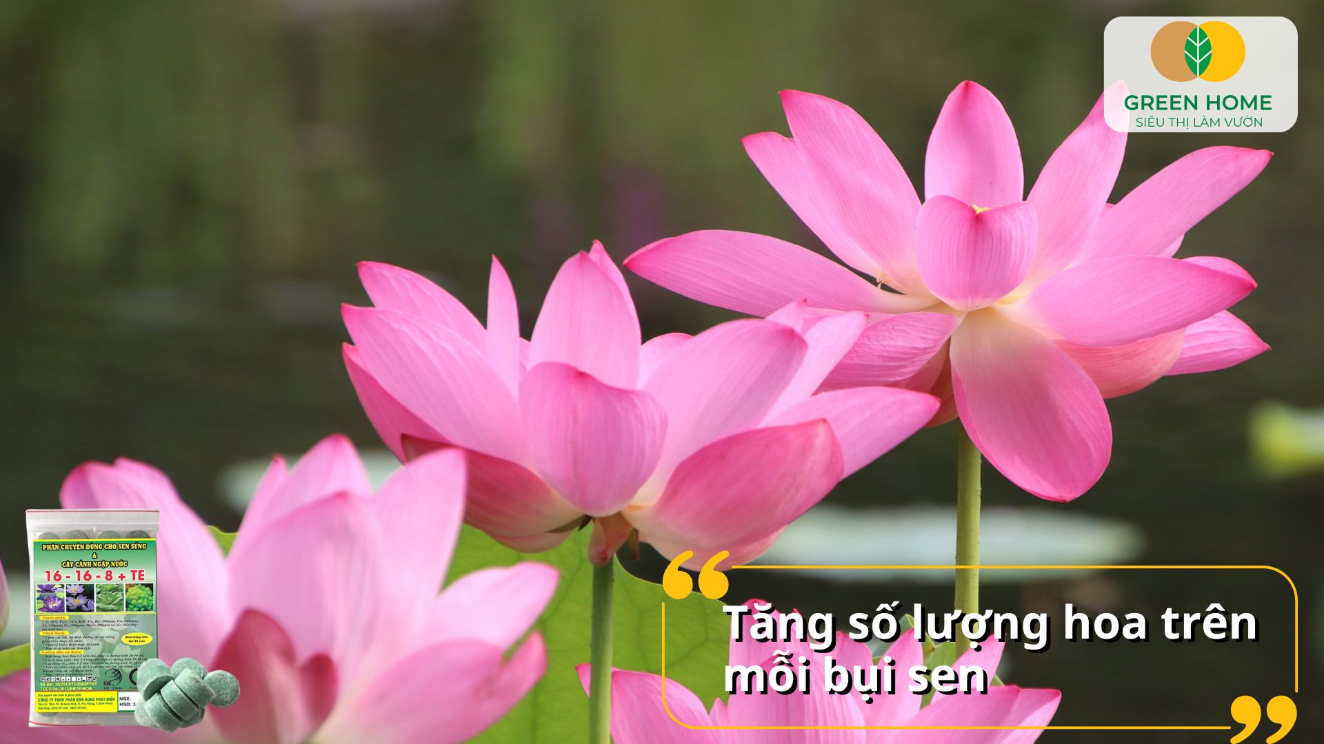 Giải pháp tăng năng suất hoa bằng phân bón cho hoa sen chuyên dùng