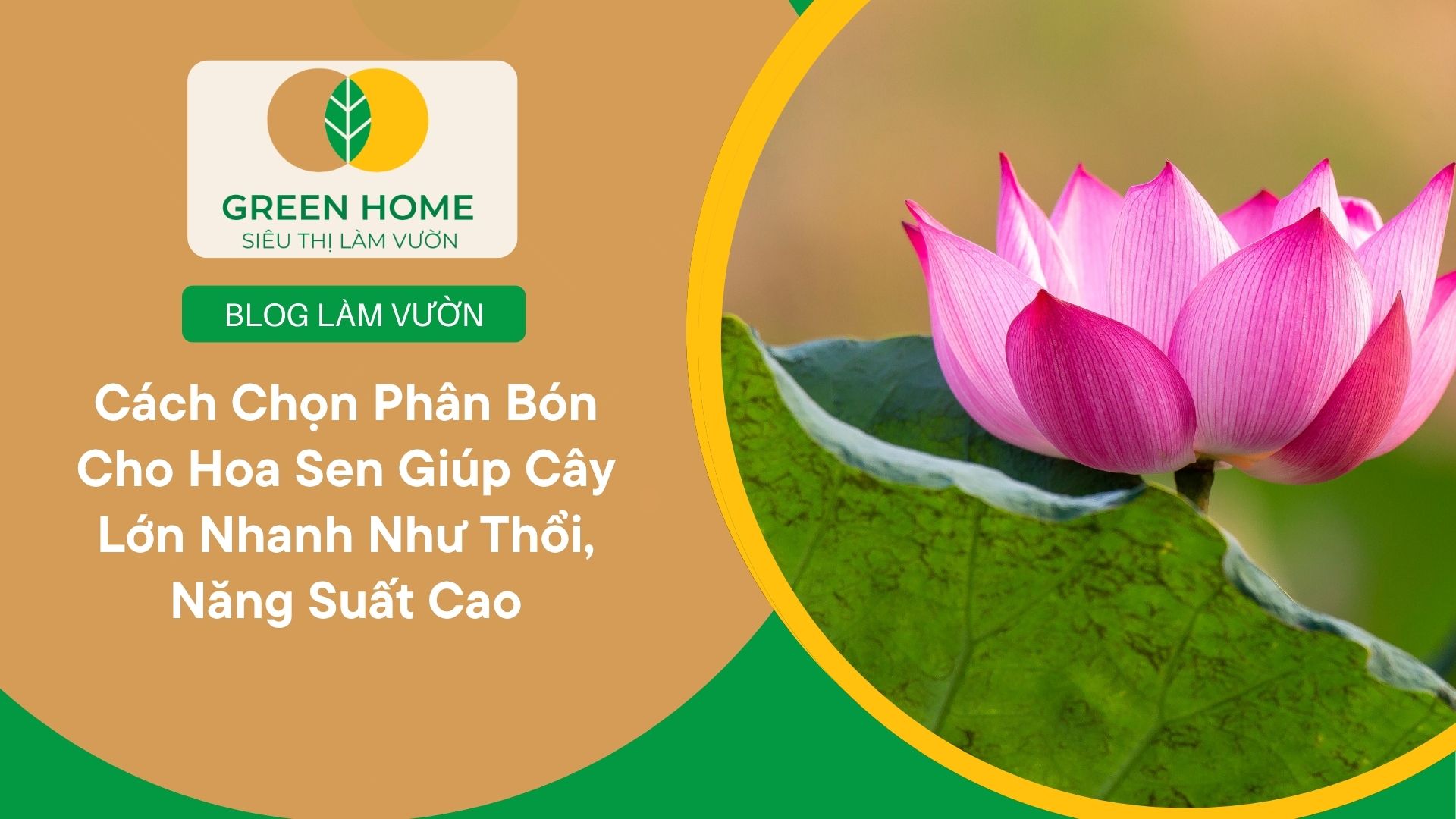 Cách Chọn Phân Bón Cho Hoa Sen Giúp Cây Lớn Nhanh Như Thổi, Năng Suất Cao