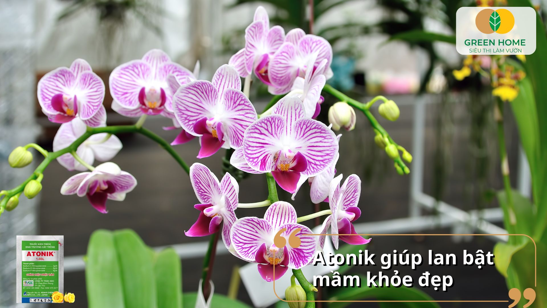 Hoa lan khỏe đẹp nhờ thuốc Atonik chuyên dụng cho cây cảnh