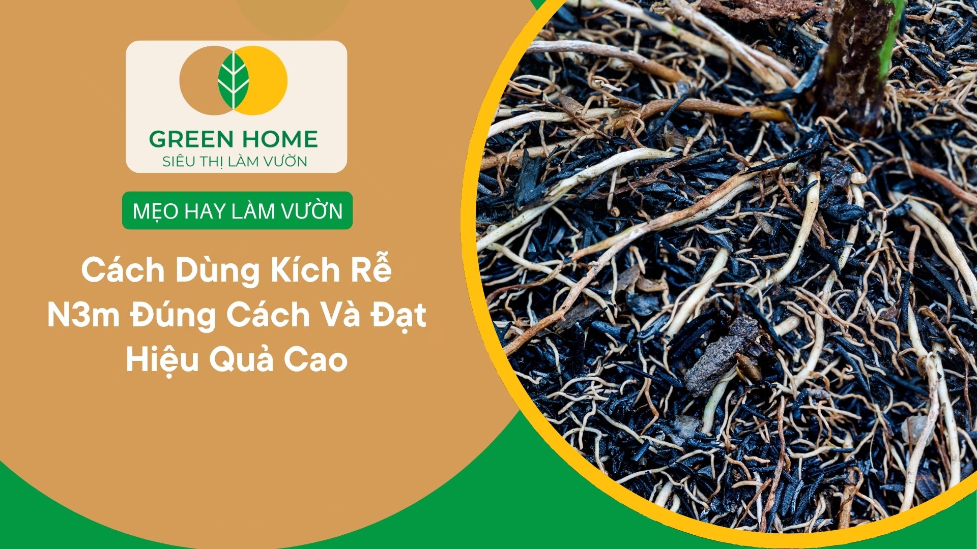 Cách Dùng Kích Rễ N3m Đúng Cách Và Đạt Hiệu Quả Cao