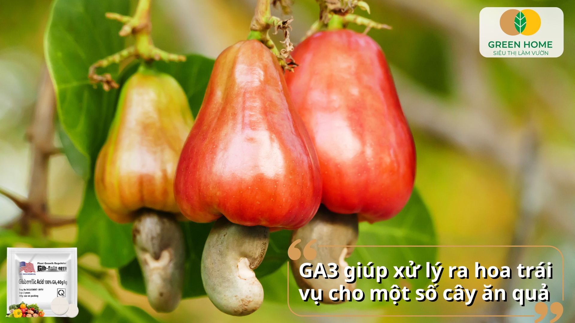 Phân bón lá GA3 thúc đẩy mầm nảy nhanh và mạnh