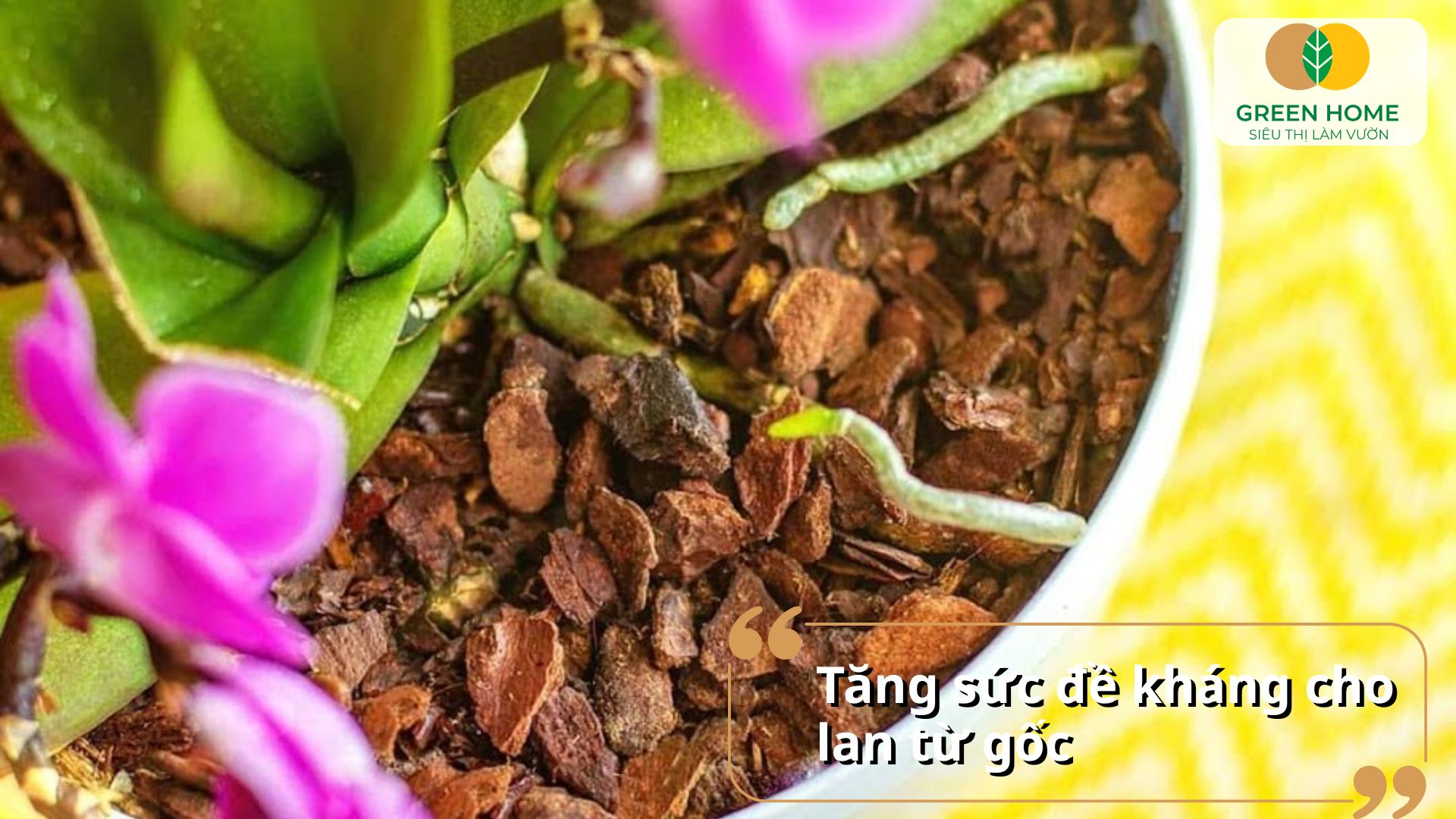 Giá thể trồng lan dạng viên nén dễ sử dụng và bảo quản