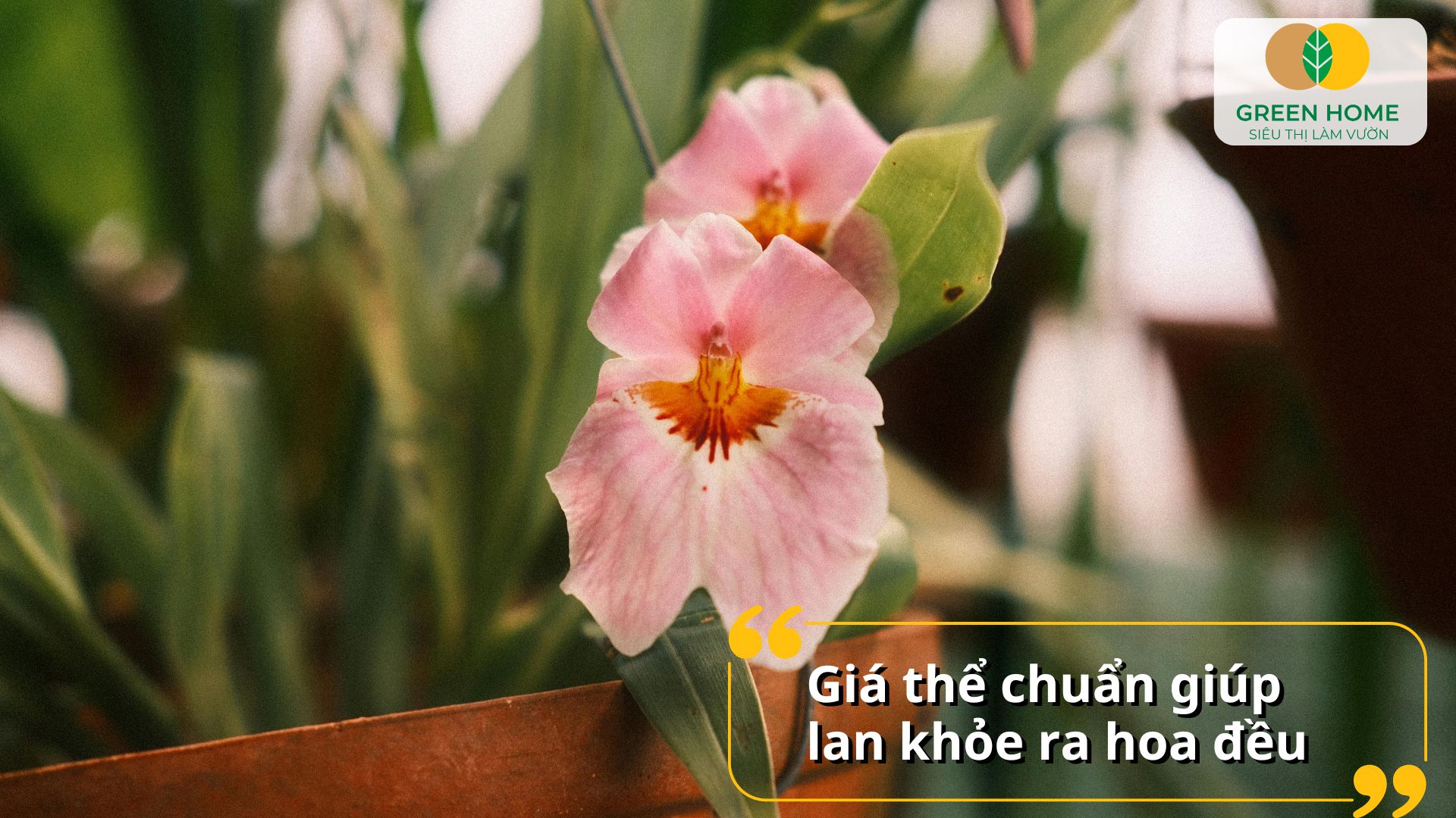 Cách trộn giá thể trồng lan hạn chế nấm bệnh và sâu rễ