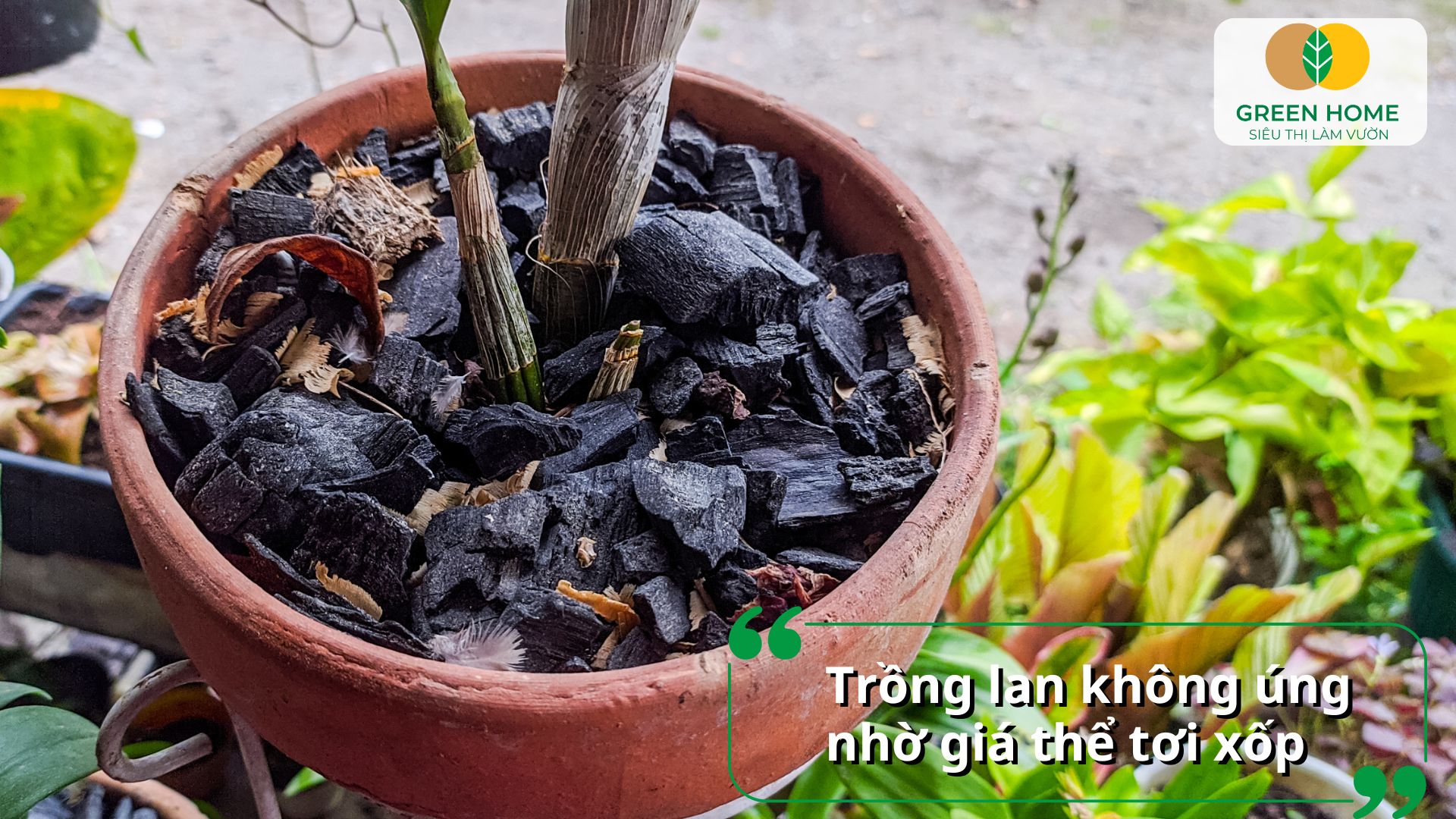 Cách trộn giá thể trồng lan giúp cây dễ bám rễ và phát triển mạnh
