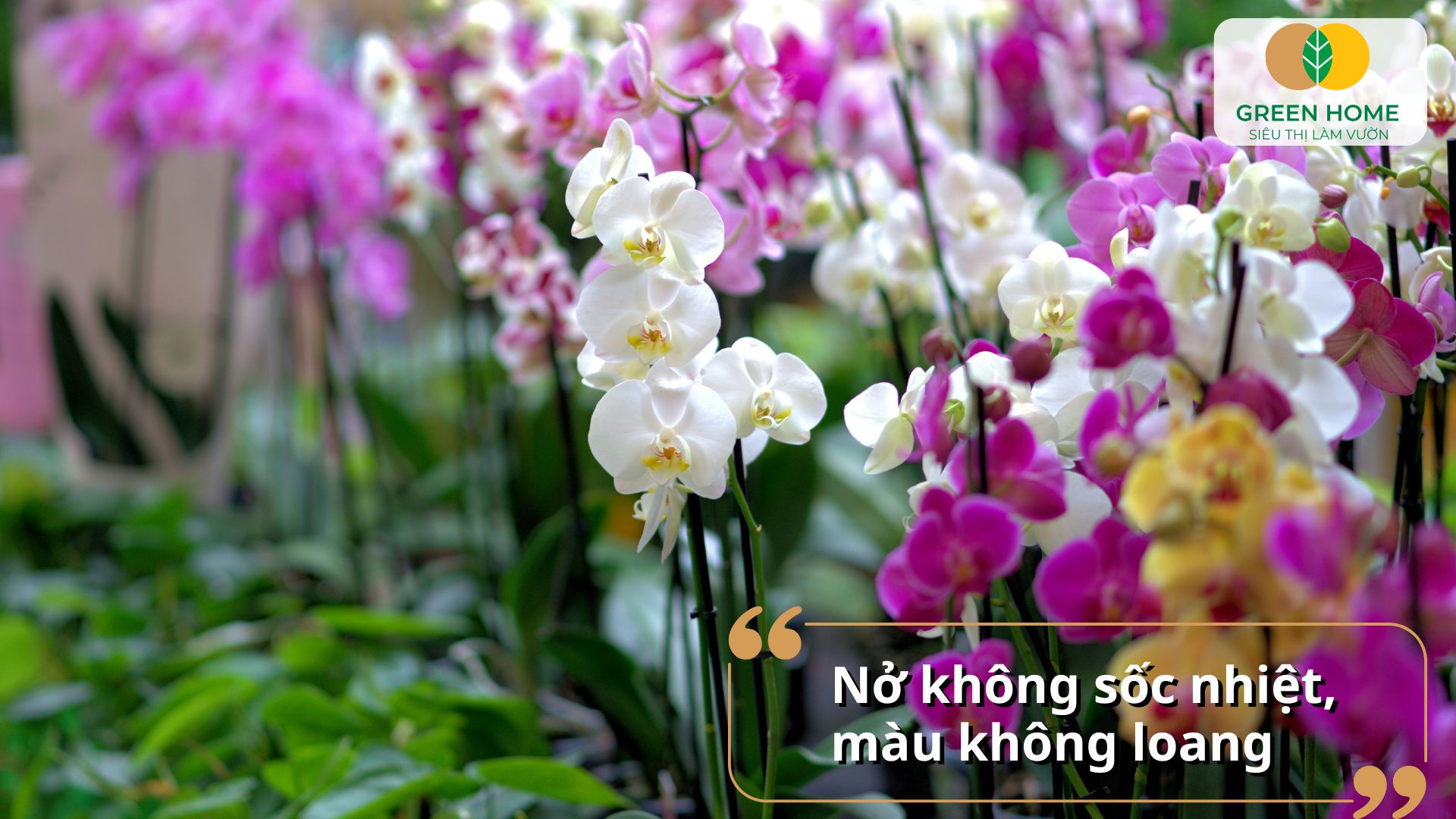 Sản phẩm thuốc Atonik cho hoa lan giúp vườn lan nở đều, đẹp