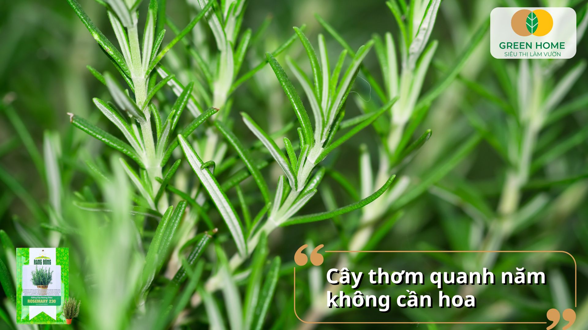 Hạt giống cây hương thảo thích hợp trồng chậu, ban công