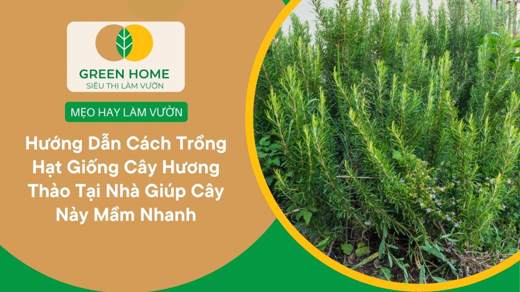 Mùi thơm tự nhiên từ cây trồng lên từ hạt giống cây hương thảo