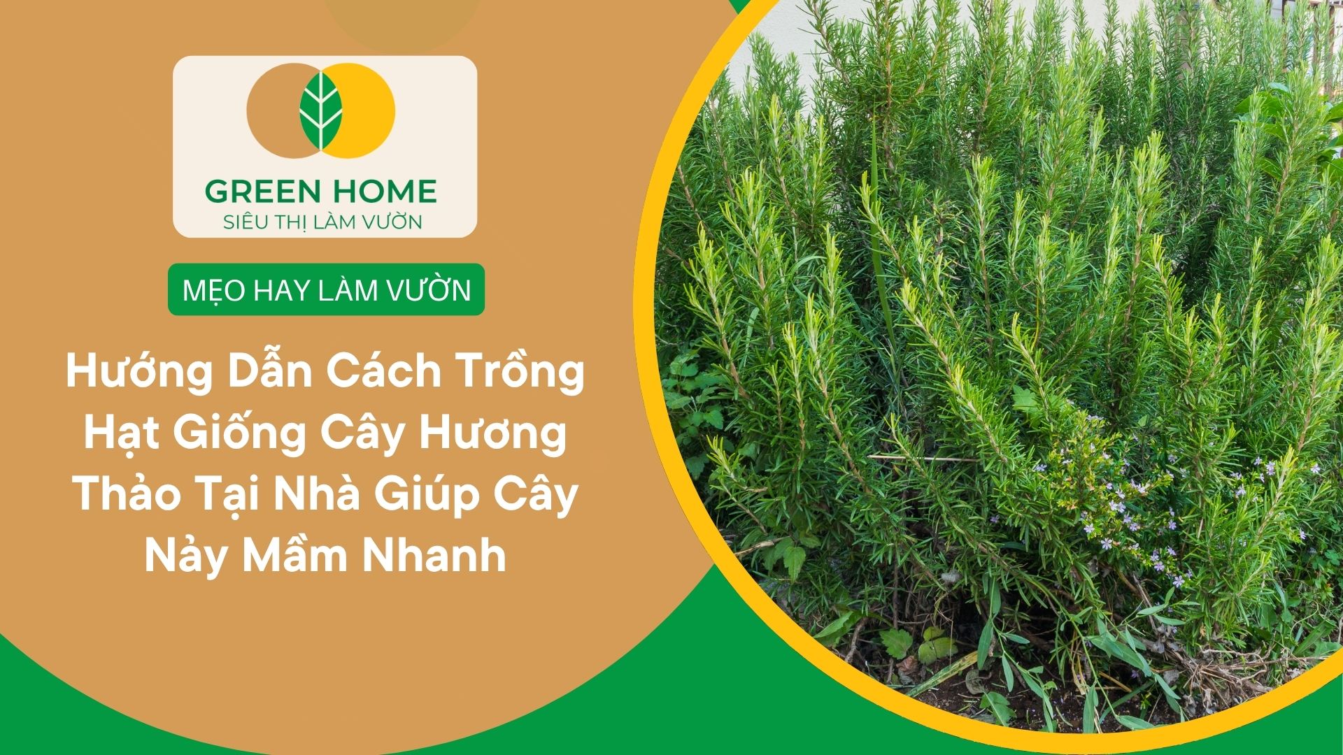 Hướng Dẫn Cách Trồng Hạt Giống Cây Hương Thảo Tại Nhà Giúp Cây Nảy Mầm Nhanh