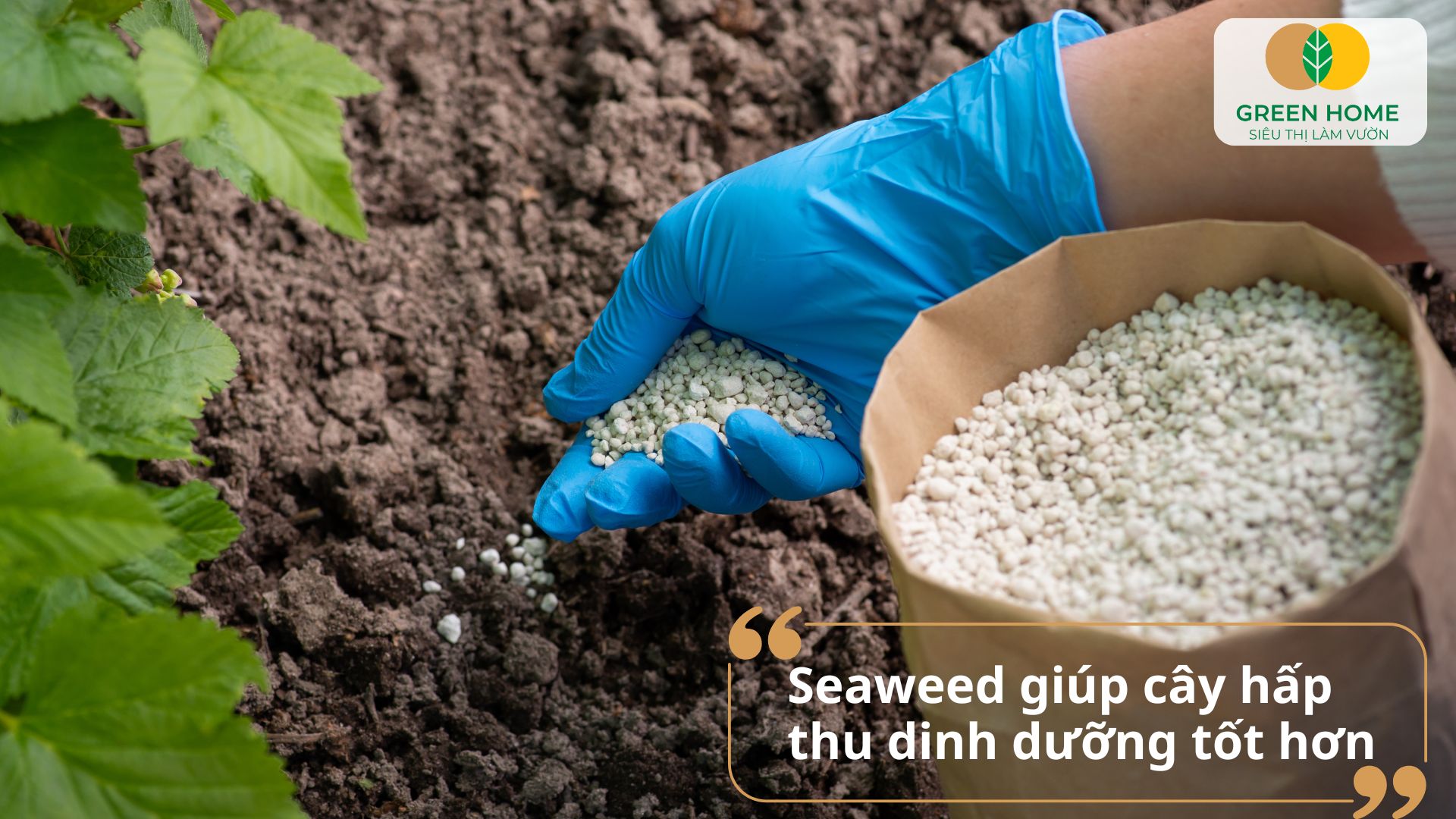 Lá xanh mướt và thân chắc khỏe nhờ sử dụng phân bón lá Seaweed định kỳ