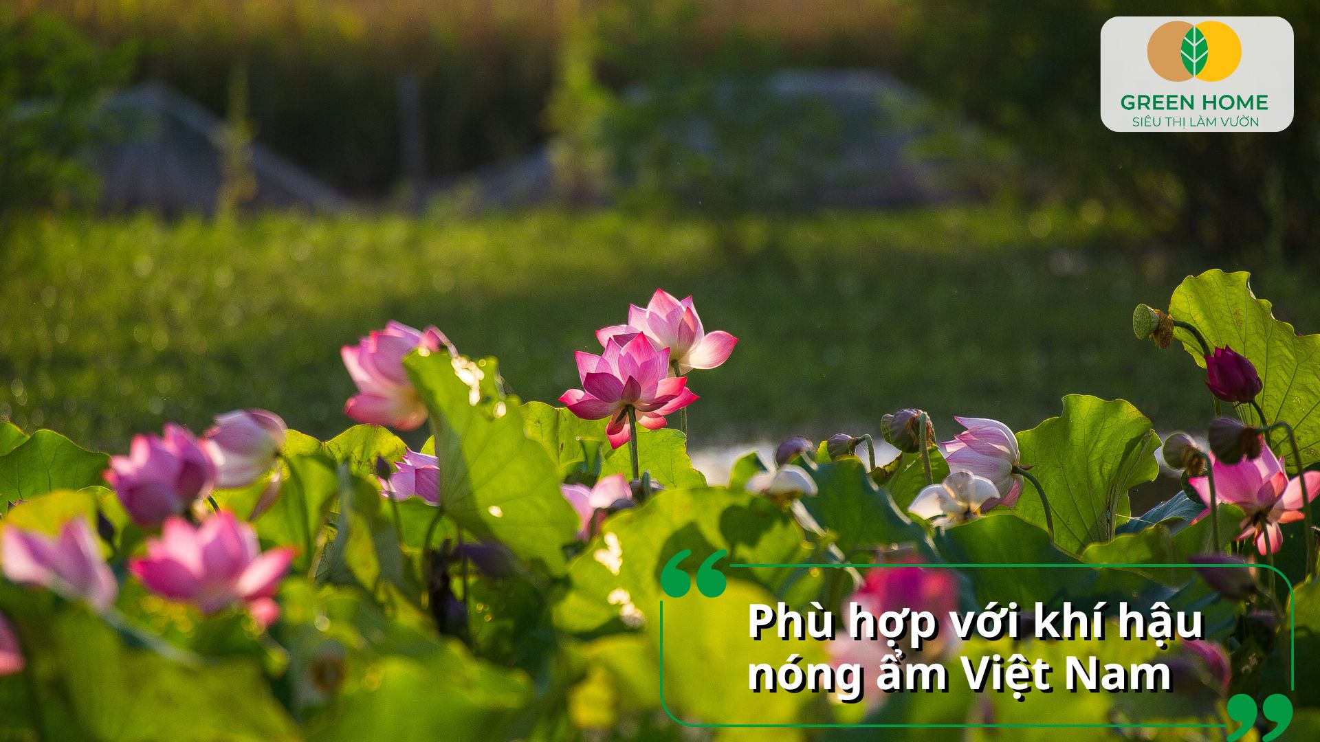 Phân bón cho hoa sen góp phần tăng khả năng kháng bệnh cho cây