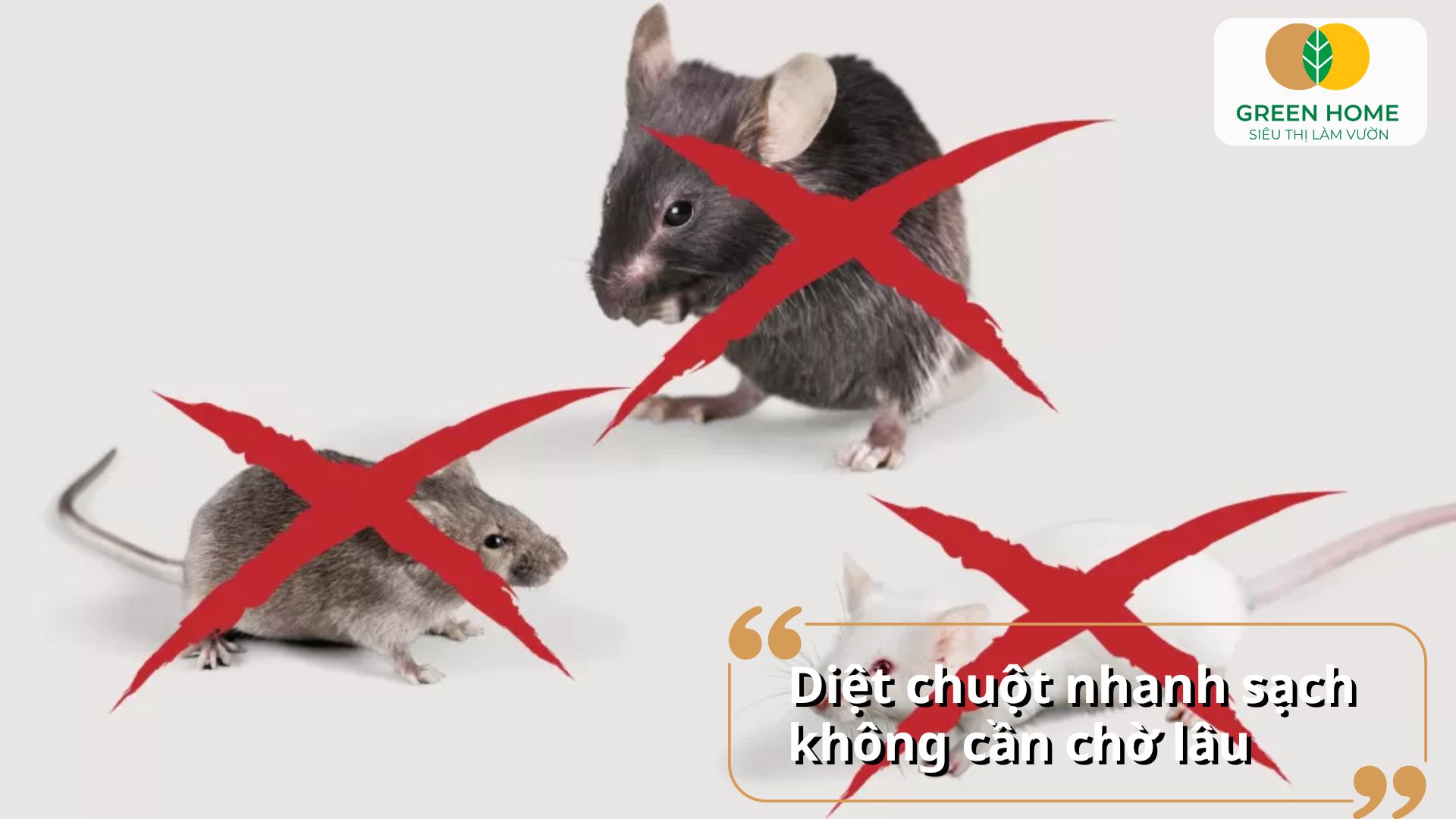 Sản phẩm thuốc diệt chuột Killrat an toàn cho môi trường xung quanh
