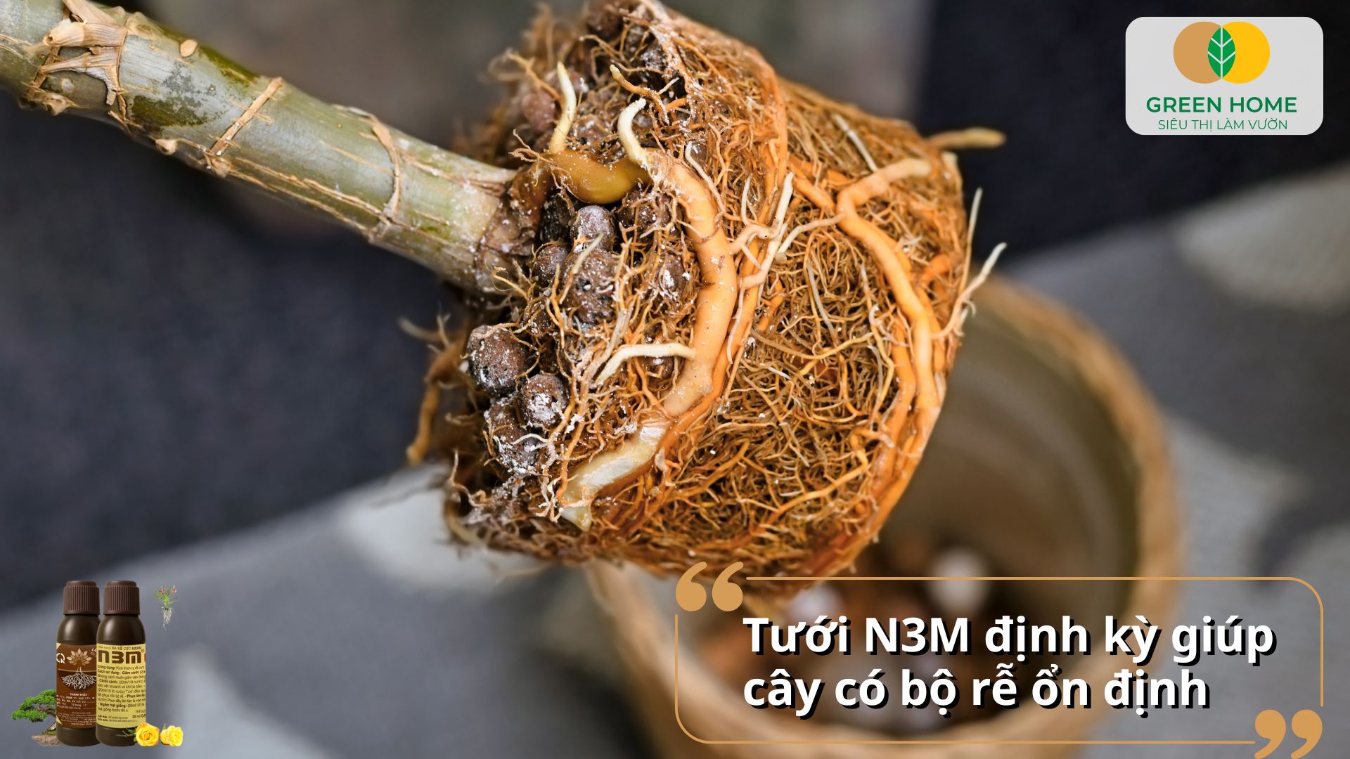 Bổ sung kích rễ N3M khi trồng lại cây để tăng tỷ lệ sống