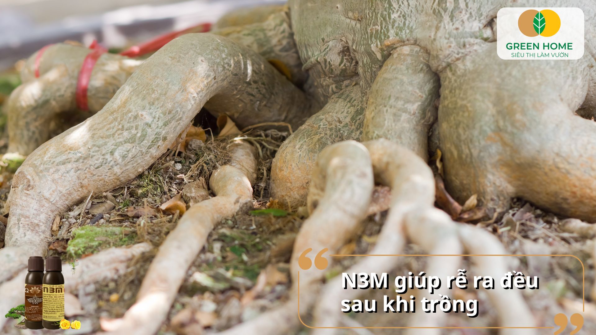 Sử dụng kích rễ N3M sau khi cắt, giâm cành cho hiệu quả cao
