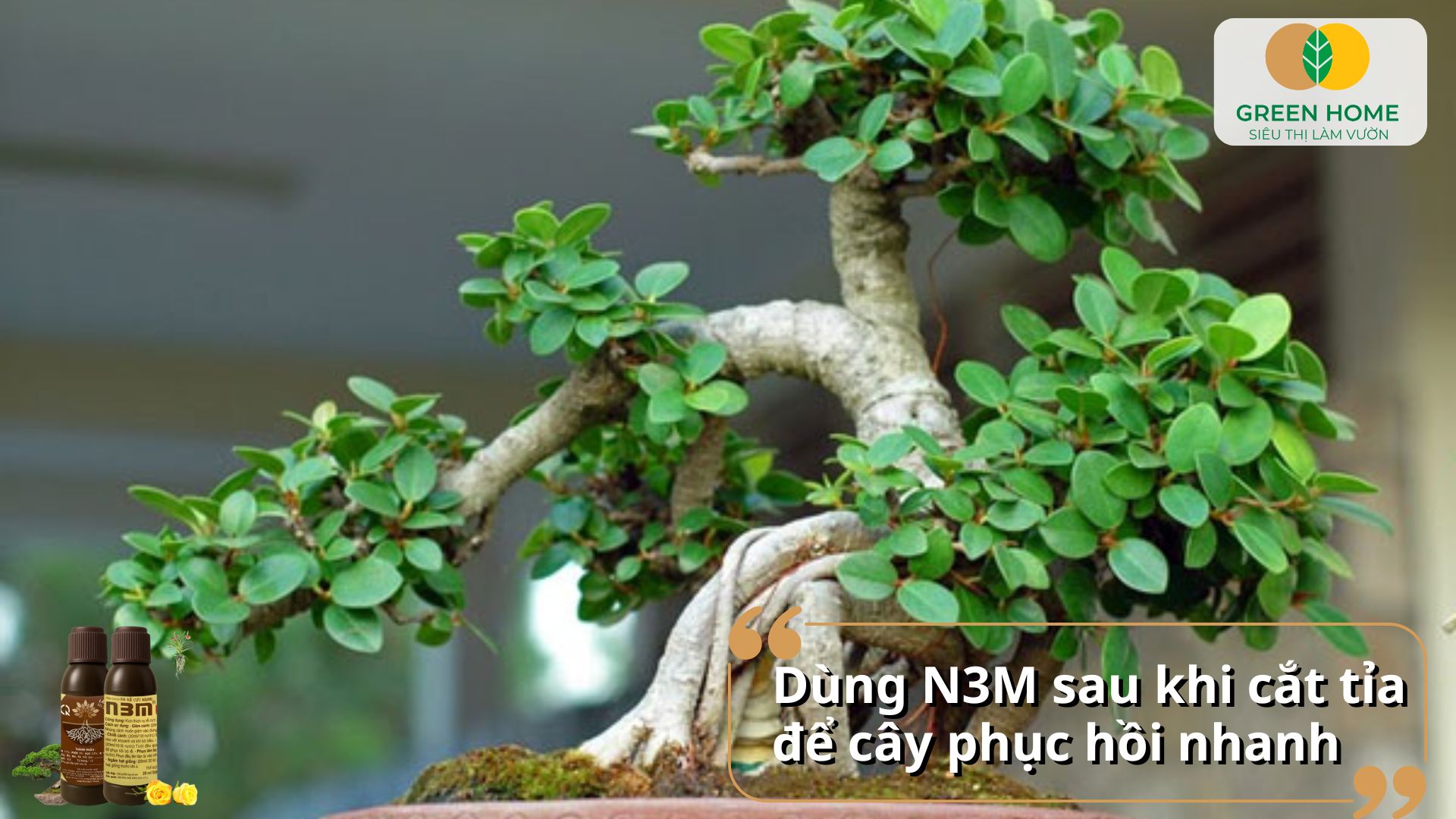Giúp cây bật rễ nhanh sau khi tỉa cành bằng kích rễ N3M