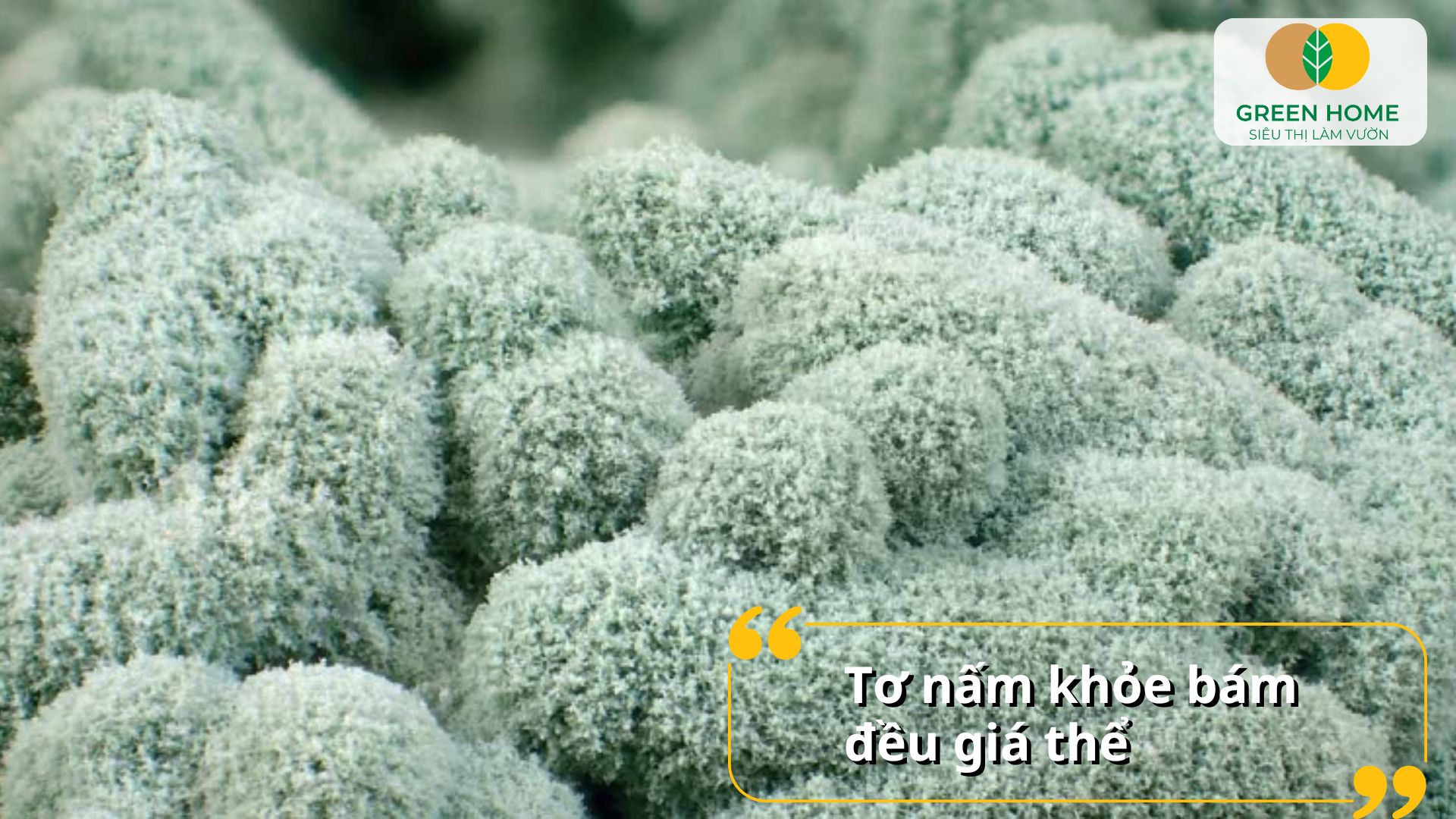 Các loại nấm Trichoderma hỗ trợ rễ cây hấp thu dinh dưỡng tốt hơn