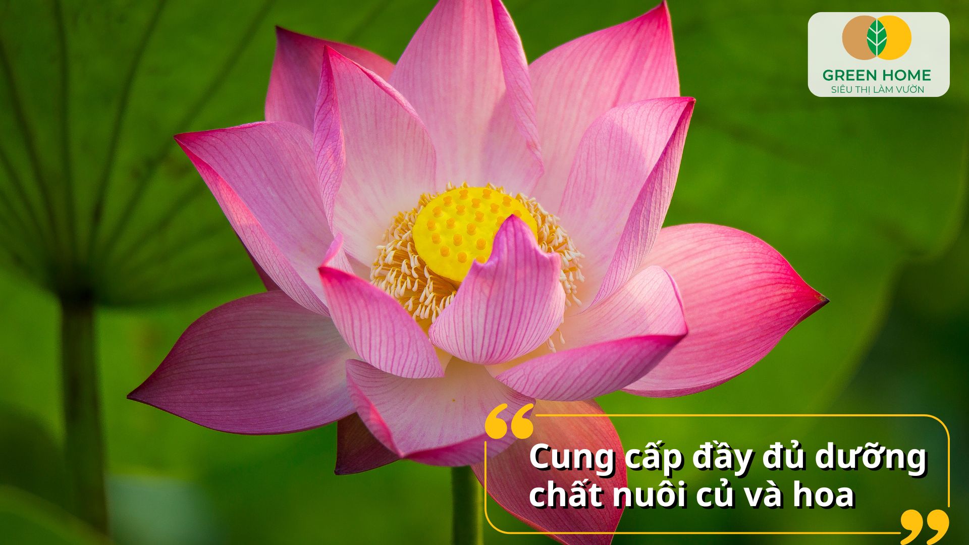 Bổ sung dưỡng chất thiết yếu bằng phân bón cho hoa sen dạng viên nén