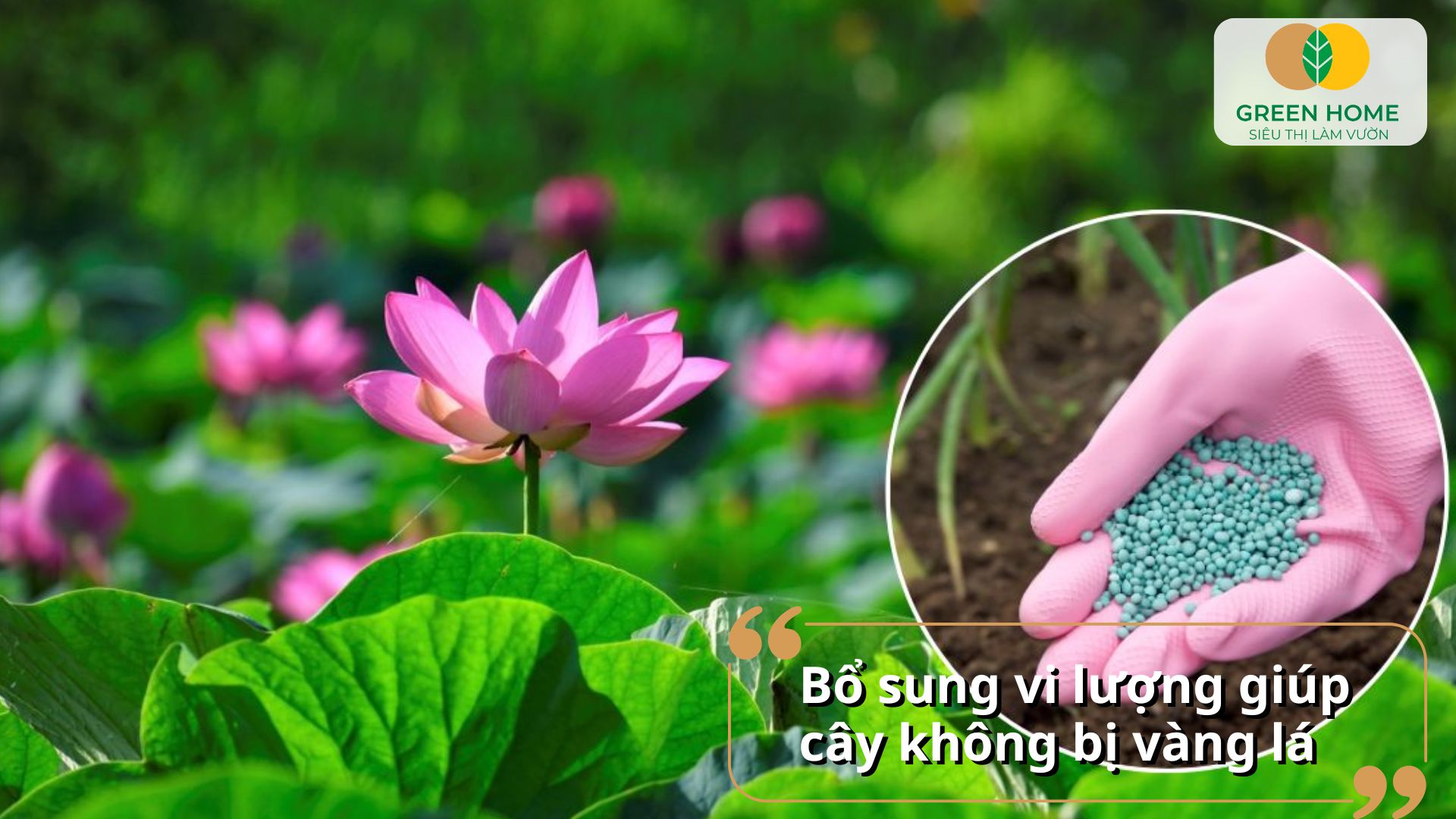 Phân bón cho hoa sen phù hợp với cả sen Nhật, sen đá, và sen ta truyền thống