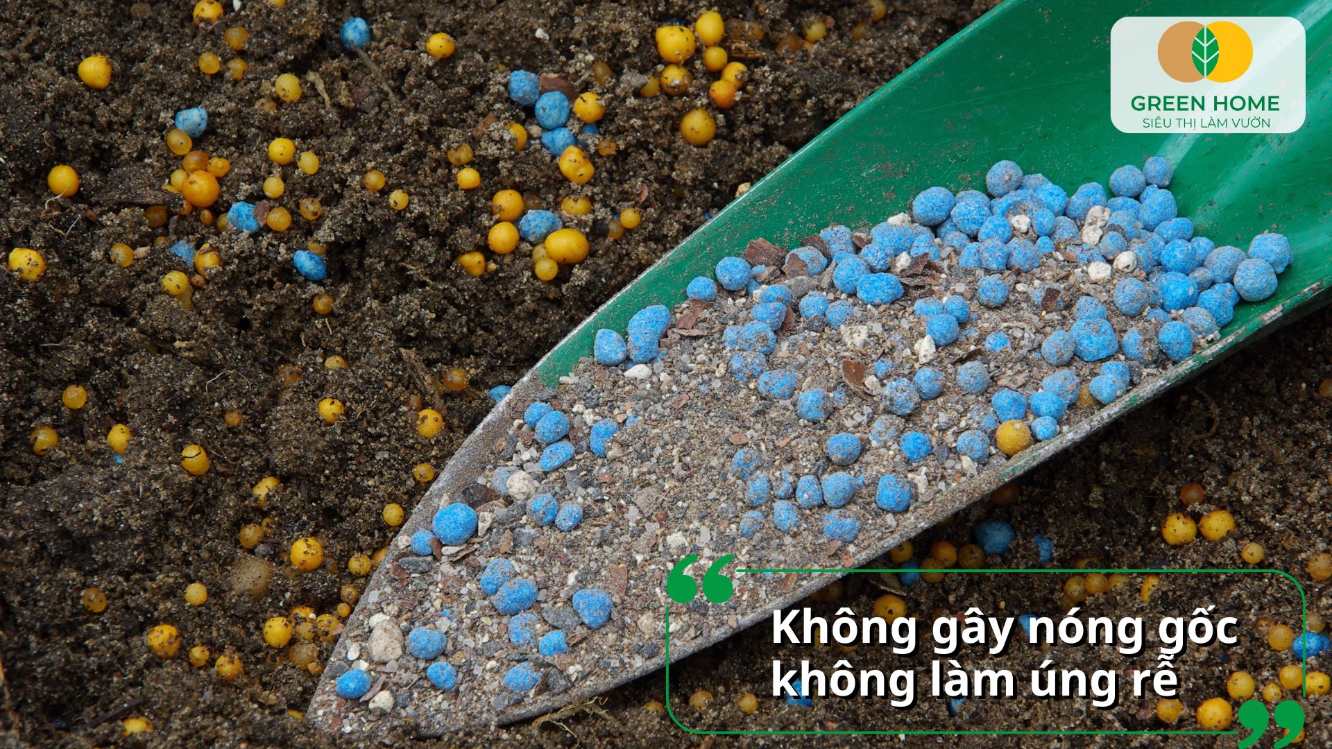 Phân bón cho hoa sen chứa hàm lượng kali cao giúp hoa có màu sắc đẹp