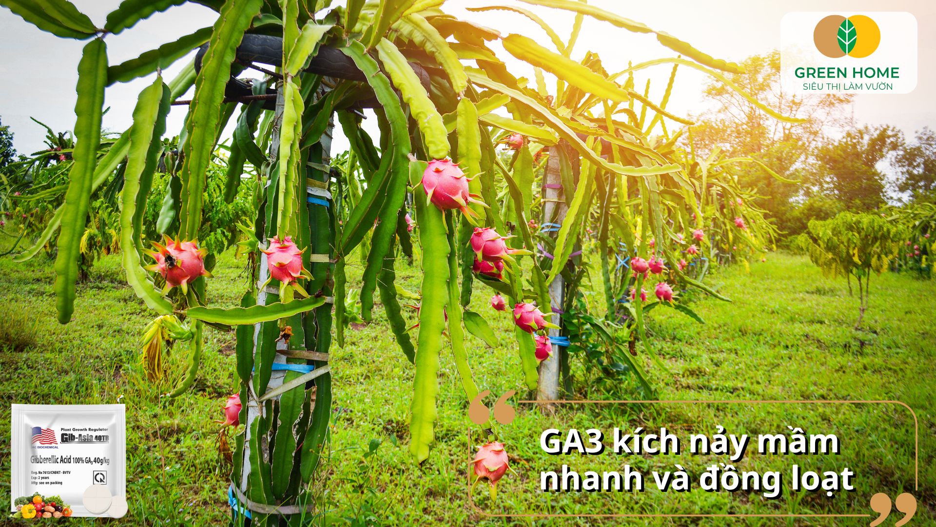 Phân bón lá GA3 kích thích tăng trưởng vượt trội cho cây trồng