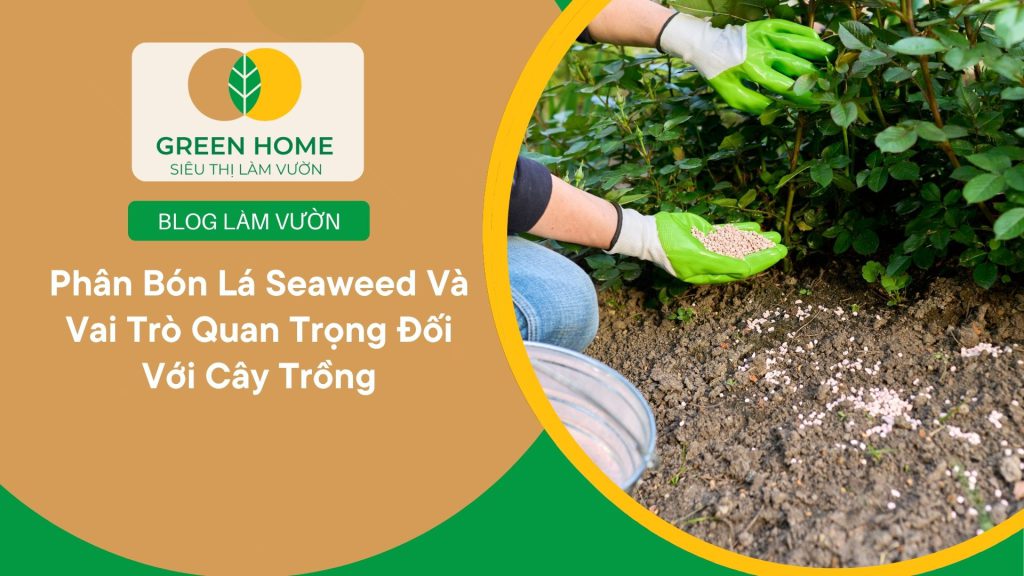 Phân bón lá Seaweed thúc đẩy quá trình quang hợp hiệu quả hơn