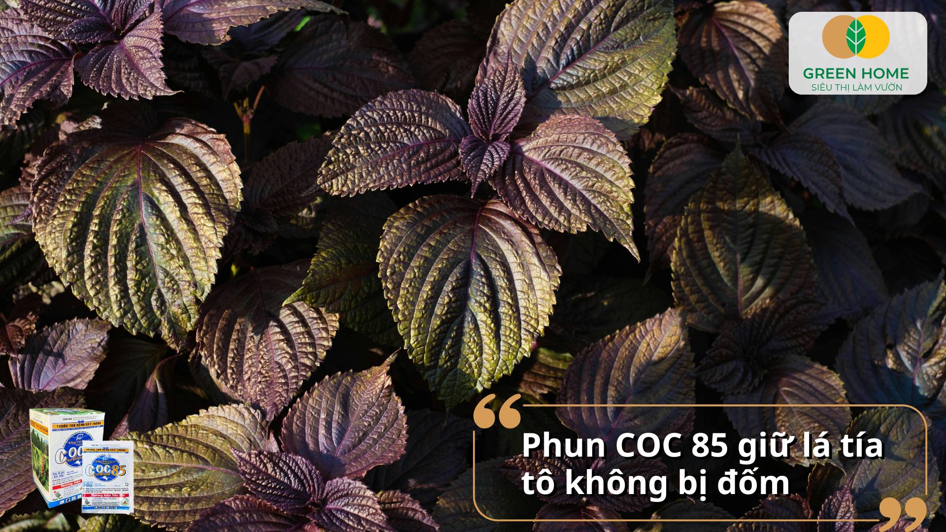 Thuốc nấm Coc 85 tía tô giúp cây phát triển xanh tốt quanh năm