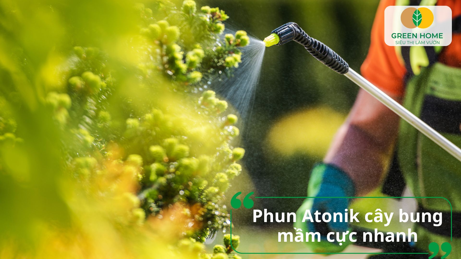 Cách sử dụng phân bón lá Atonik mang lại hiệu quả nhanh chóng