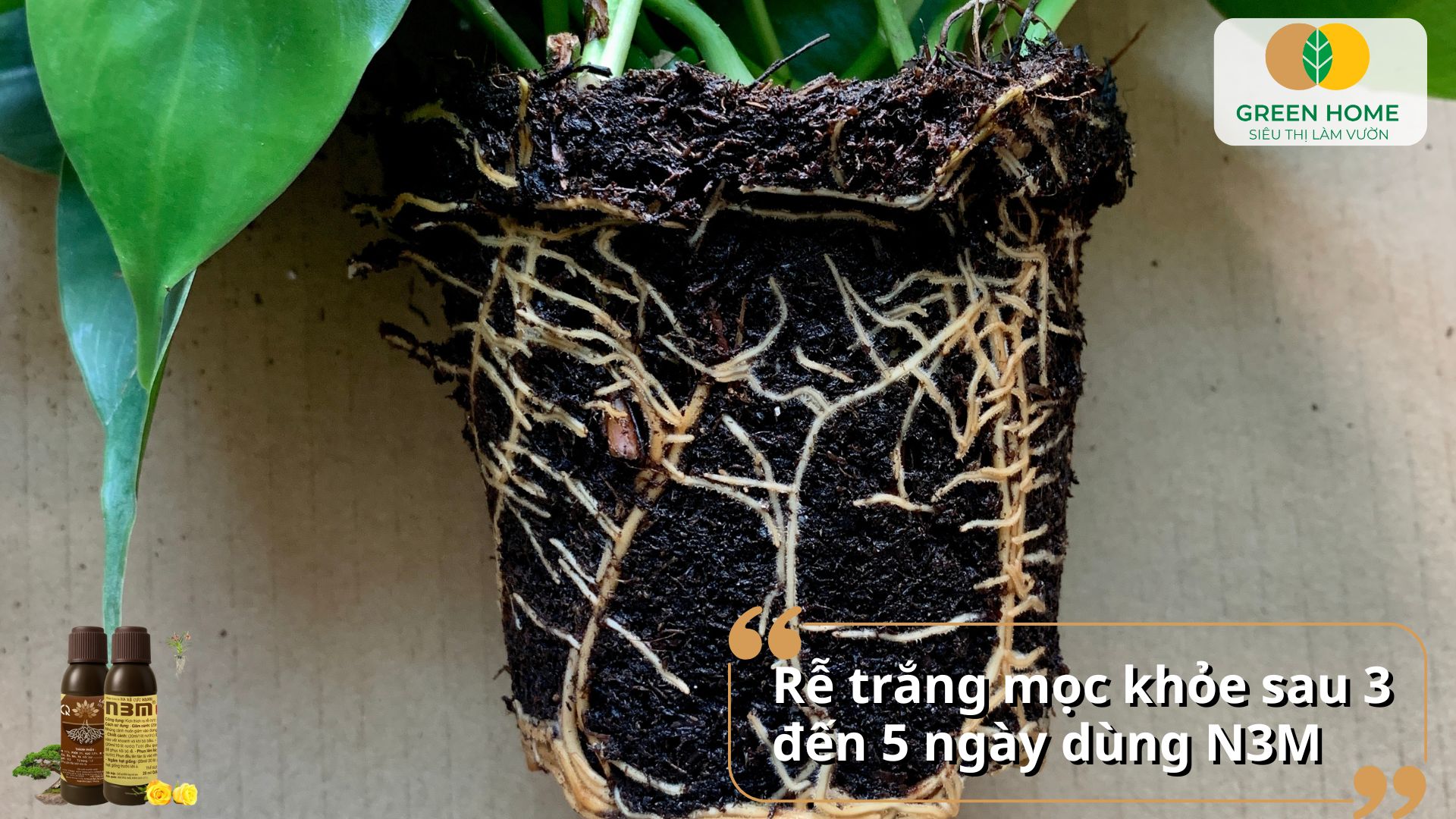 Kích rễ N3M cải thiện hệ thống rễ, giúp cây hút dinh dưỡng tốt hơn