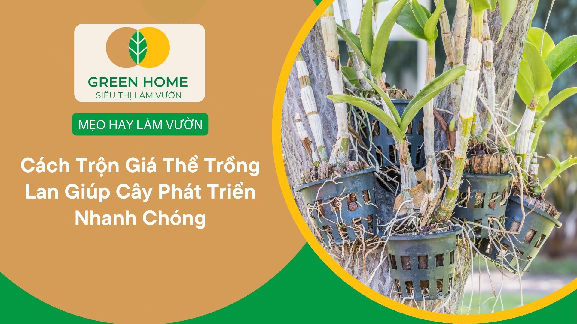 Cách Trộn Giá Thể Trồng Lan Giúp Cây Phát Triển Nhanh Chóng