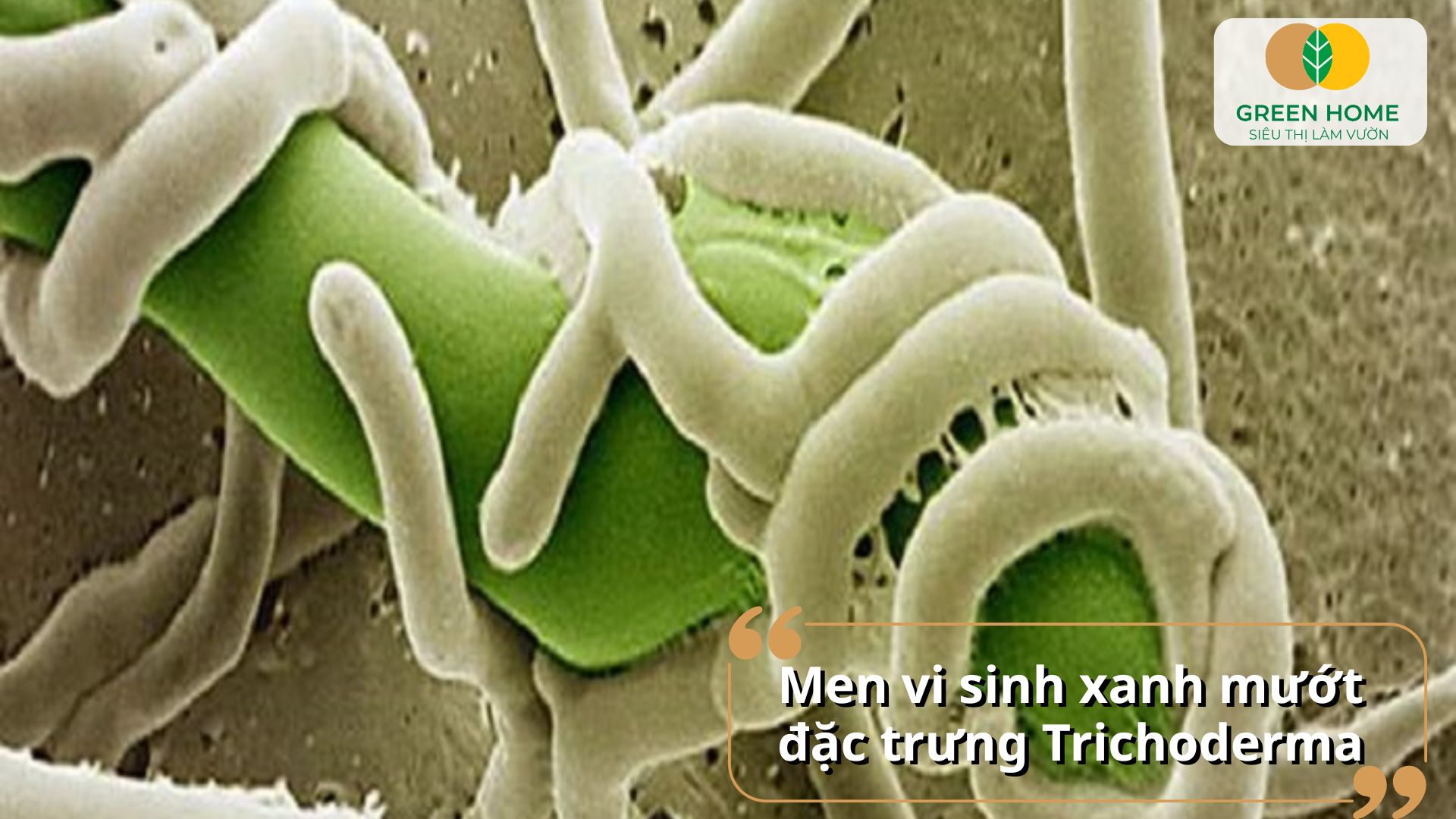 Phòng trừ nấm bệnh hiệu quả bằng các loại nấm Trichoderma sinh học