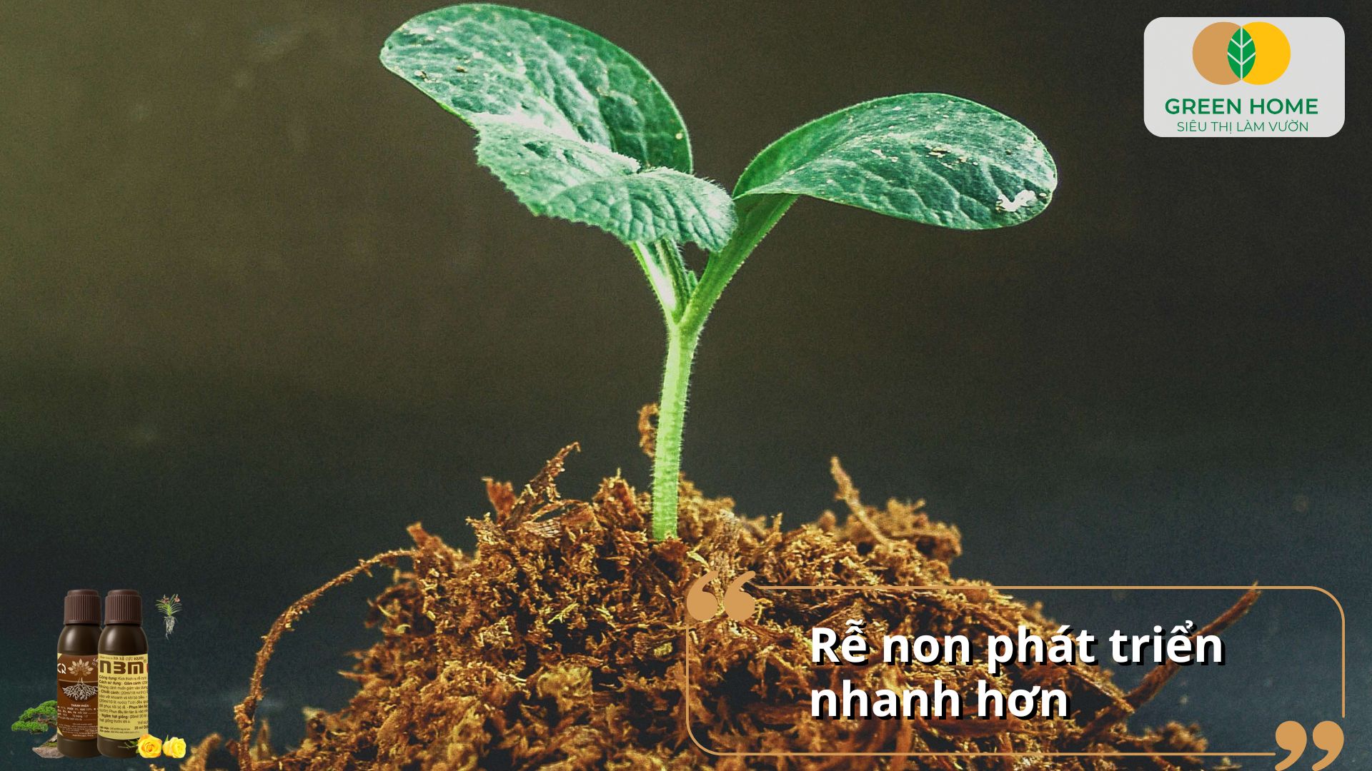 Dễ dàng ươm giống thành công hơn với kích rễ N3M