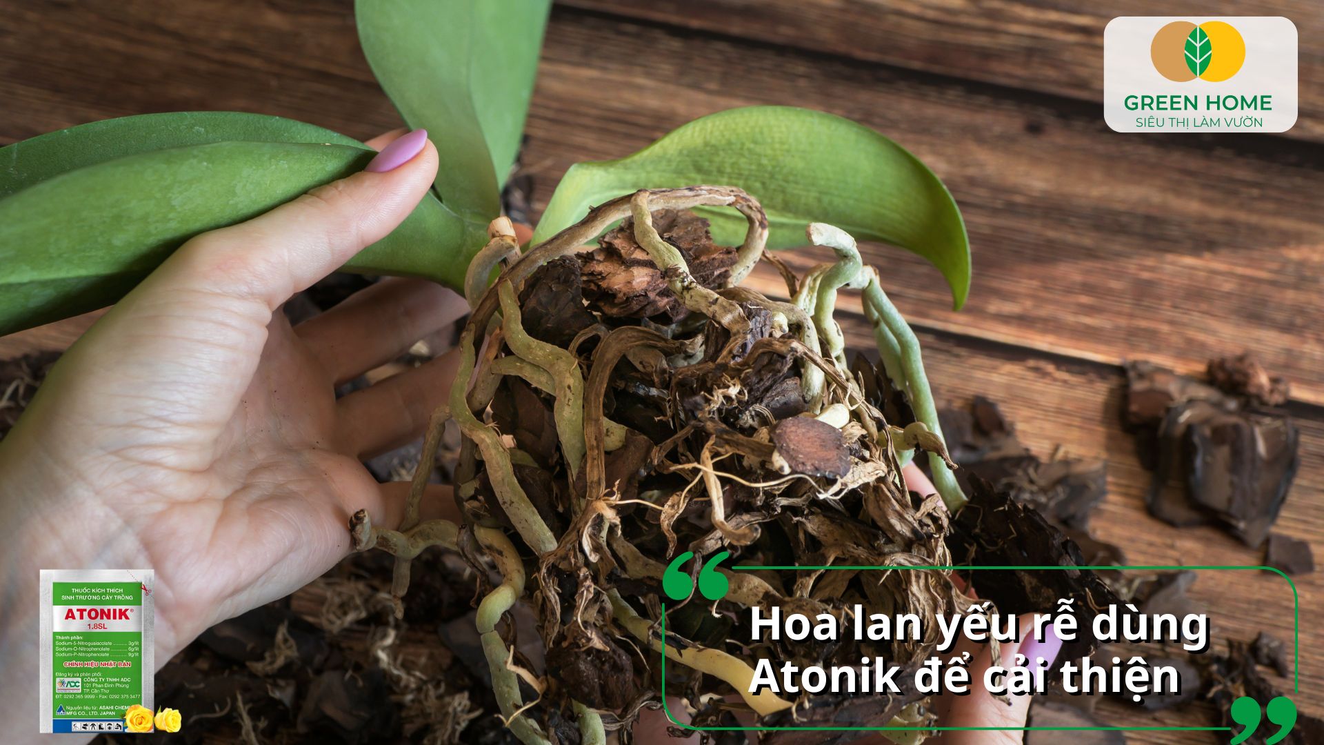 Lan phát triển toàn diện nhờ tác dụng mạnh mẽ từ thuốc Atonik