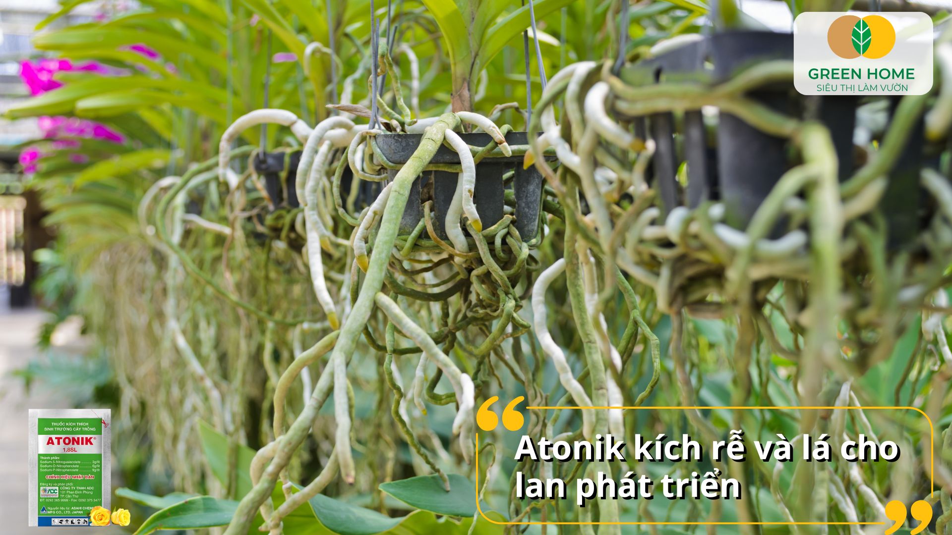 Thuốc Atonik cho hoa lan cải thiện khả năng hấp thu dinh dưỡng