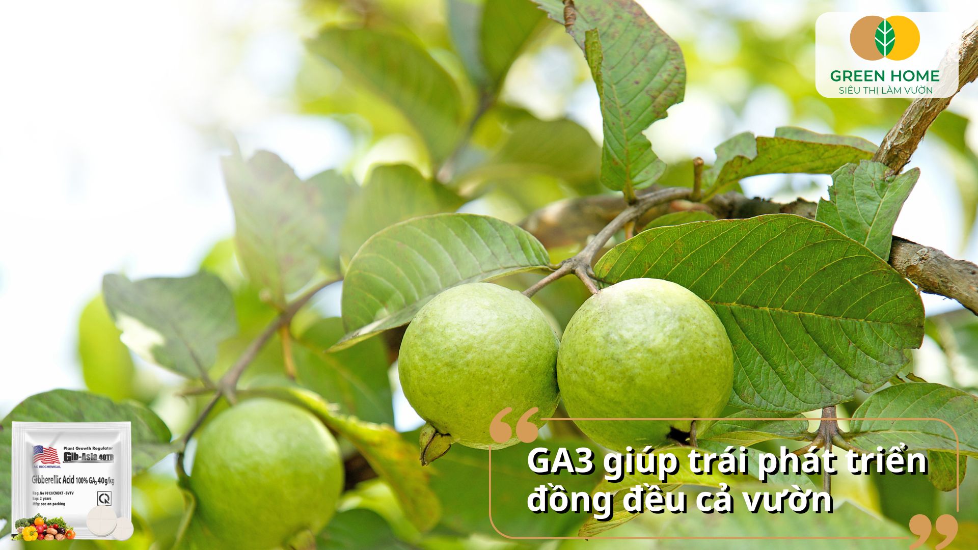 Thuốc Atonik cho hoa lan là bước đệm cho sự phát triển bền vững