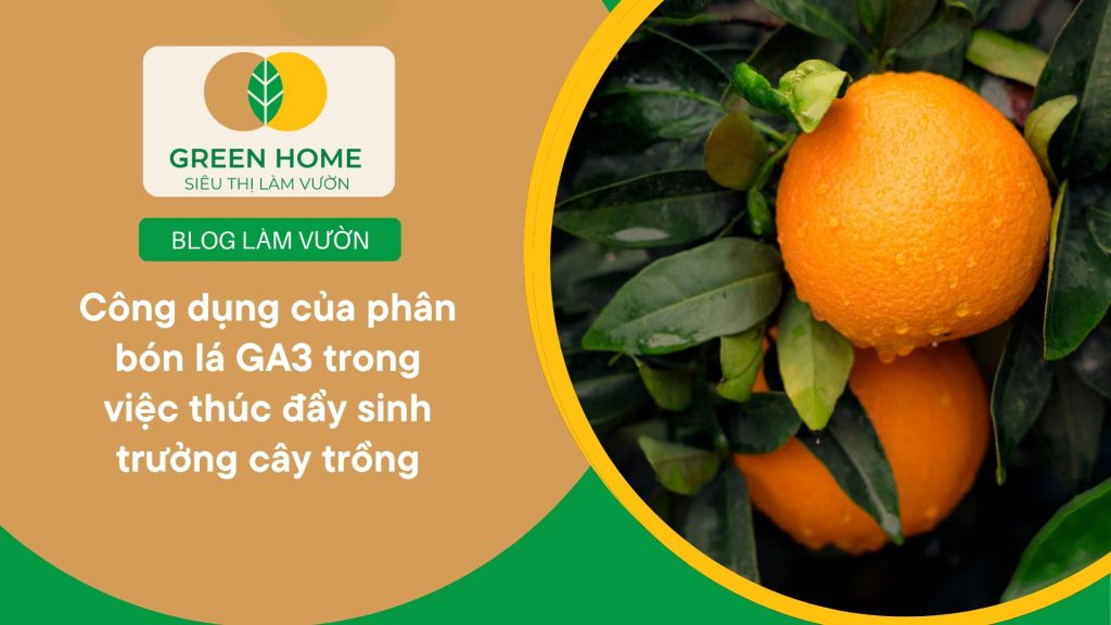 Phân bón lá GA3 dùng cho cây hoa giúp nở đều, nở to
