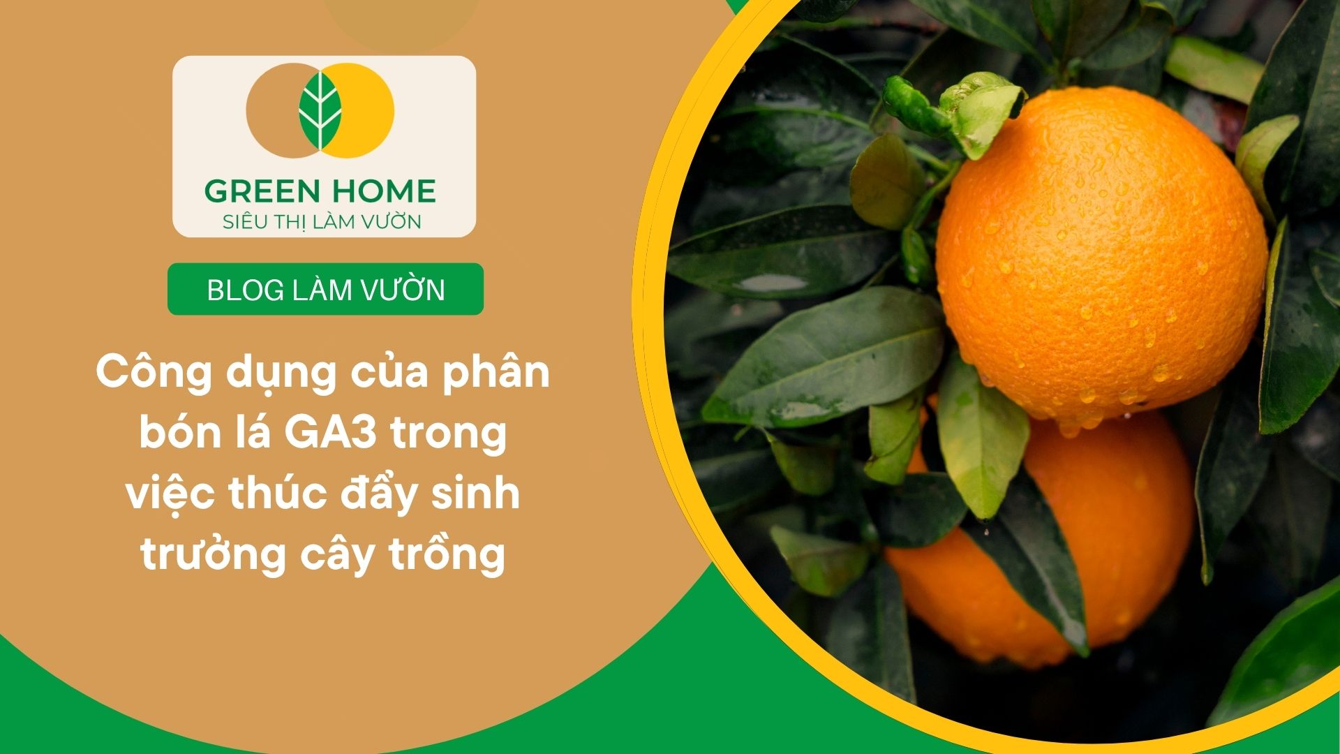 Công Dụng Của Phân Bón Lá GA3 Trong Việc Thúc Đẩy Sinh Trưởng Cây Trồng